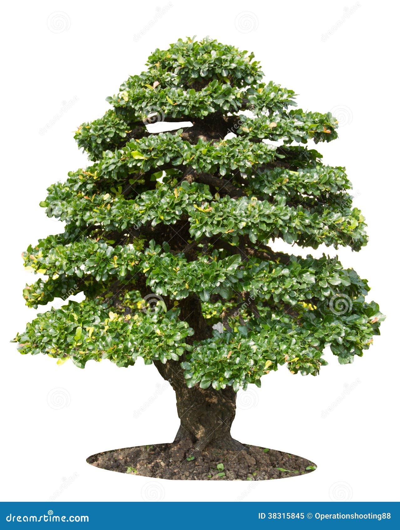 Bonsai Tree Royalty Free Stock Photo - Image: 38315845