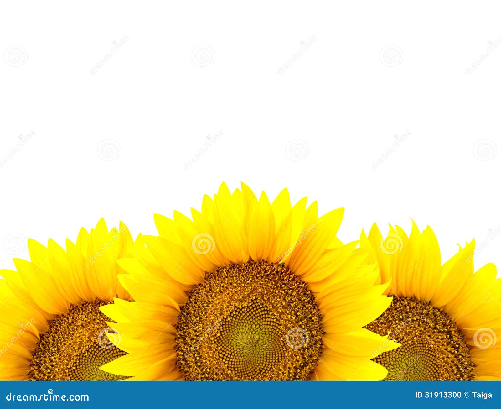 Border Of Large Sunflowers Isolated On White / Flowers ...