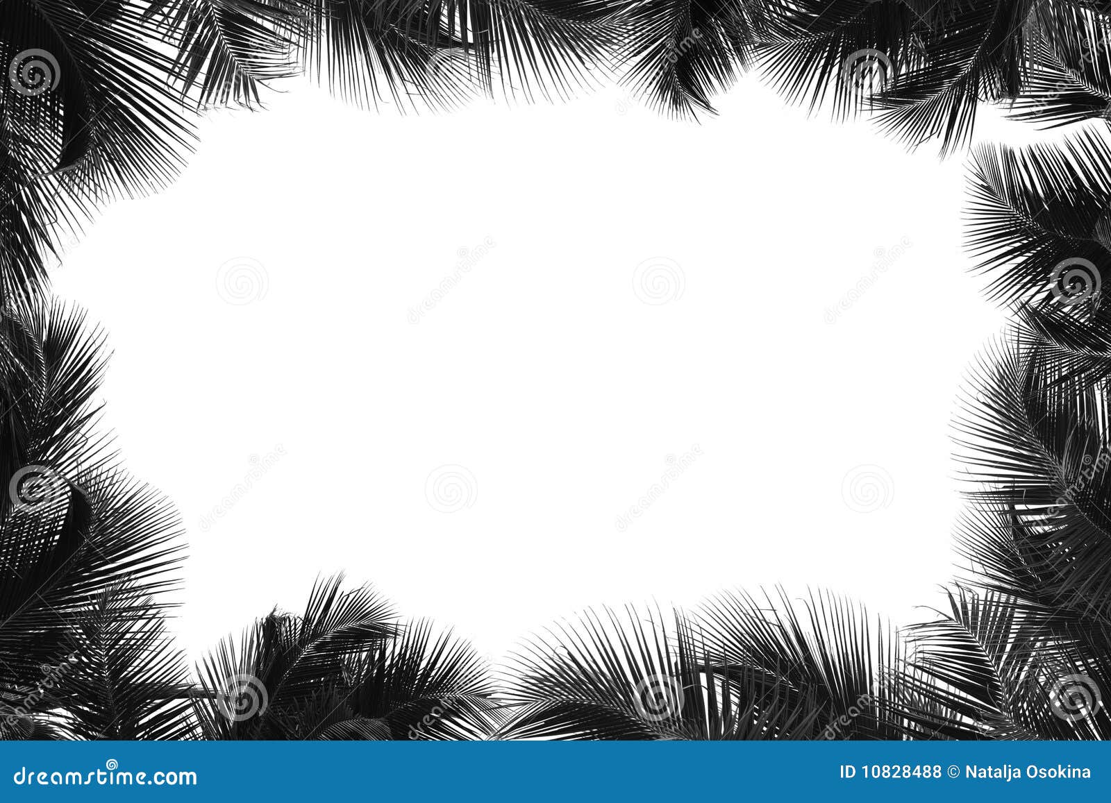 clipart palm tree borders - photo #40
