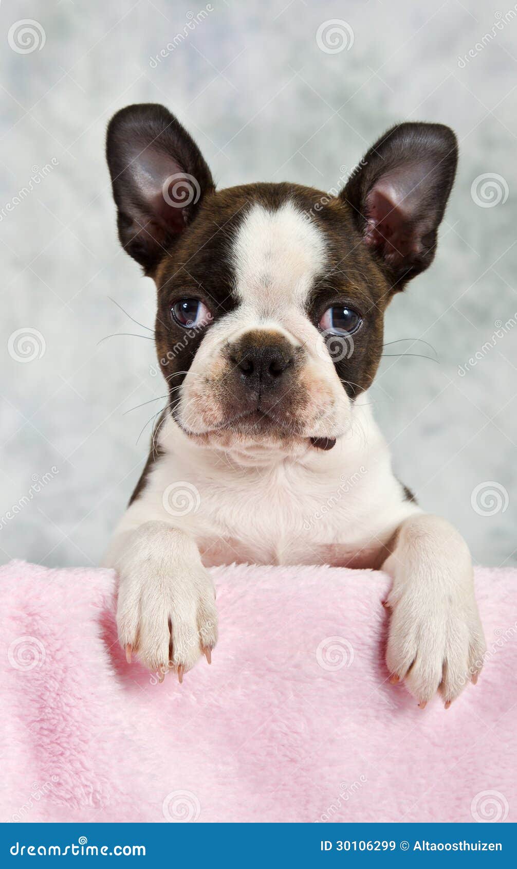 looking for free puppies boston terrier puppy looking out of box royalty free stock images image 30106299 looking for free puppies boston terrier puppy looking out of box royalty free stock images image 30106299