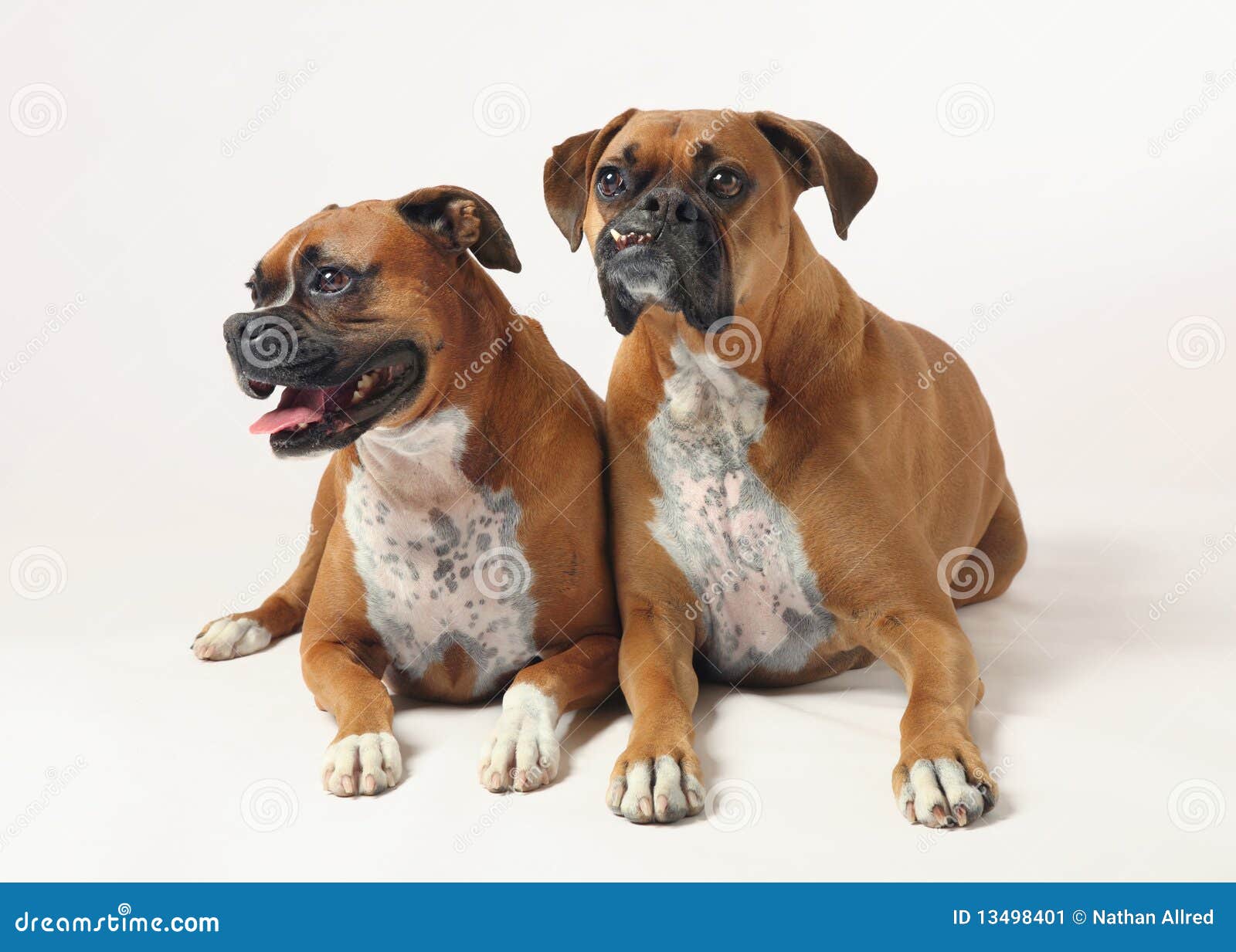 Get mini boxers dogs akc