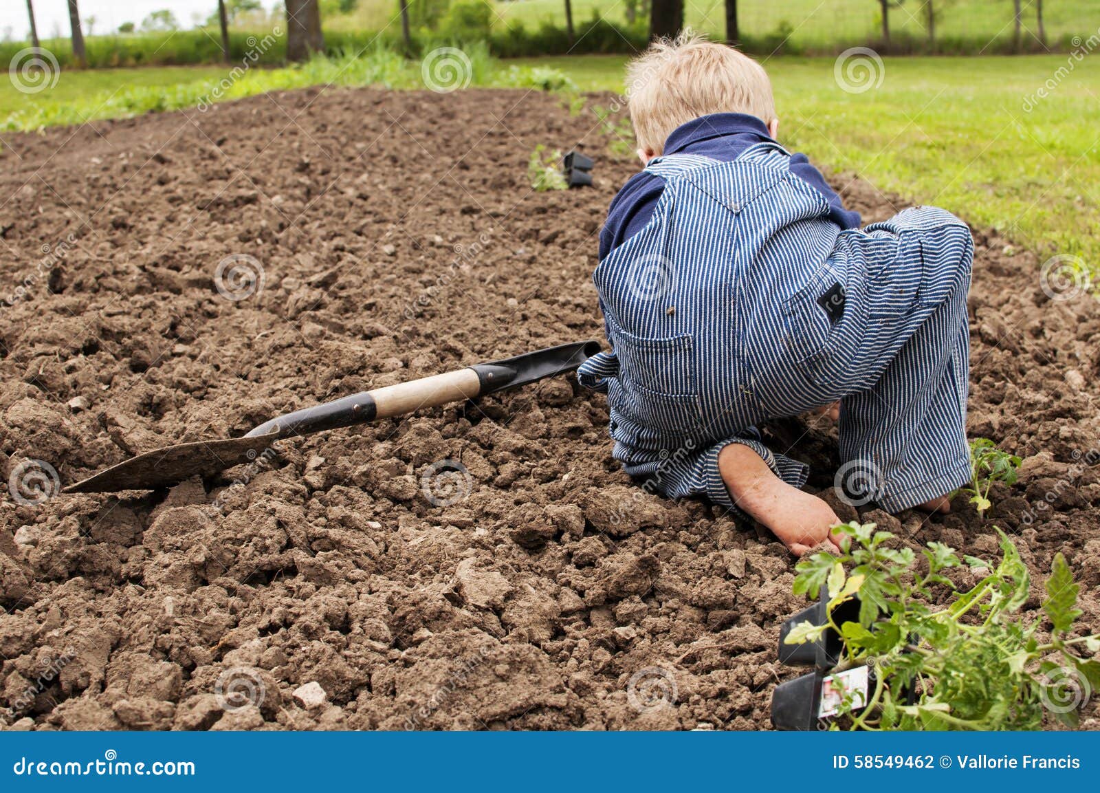 Boy Planting Garden Tomatoes Stock Ph