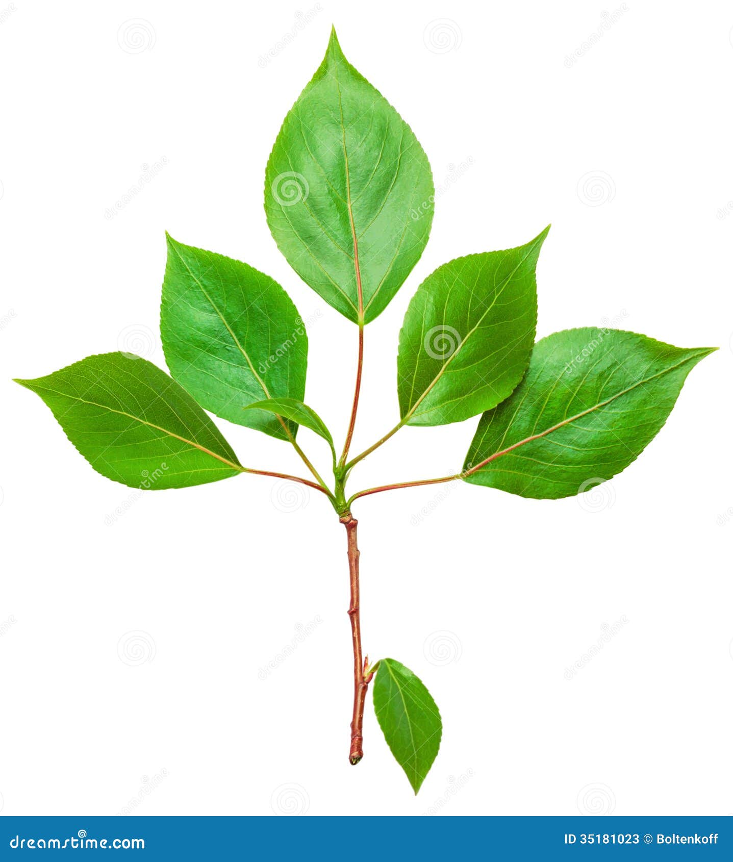My Image 3