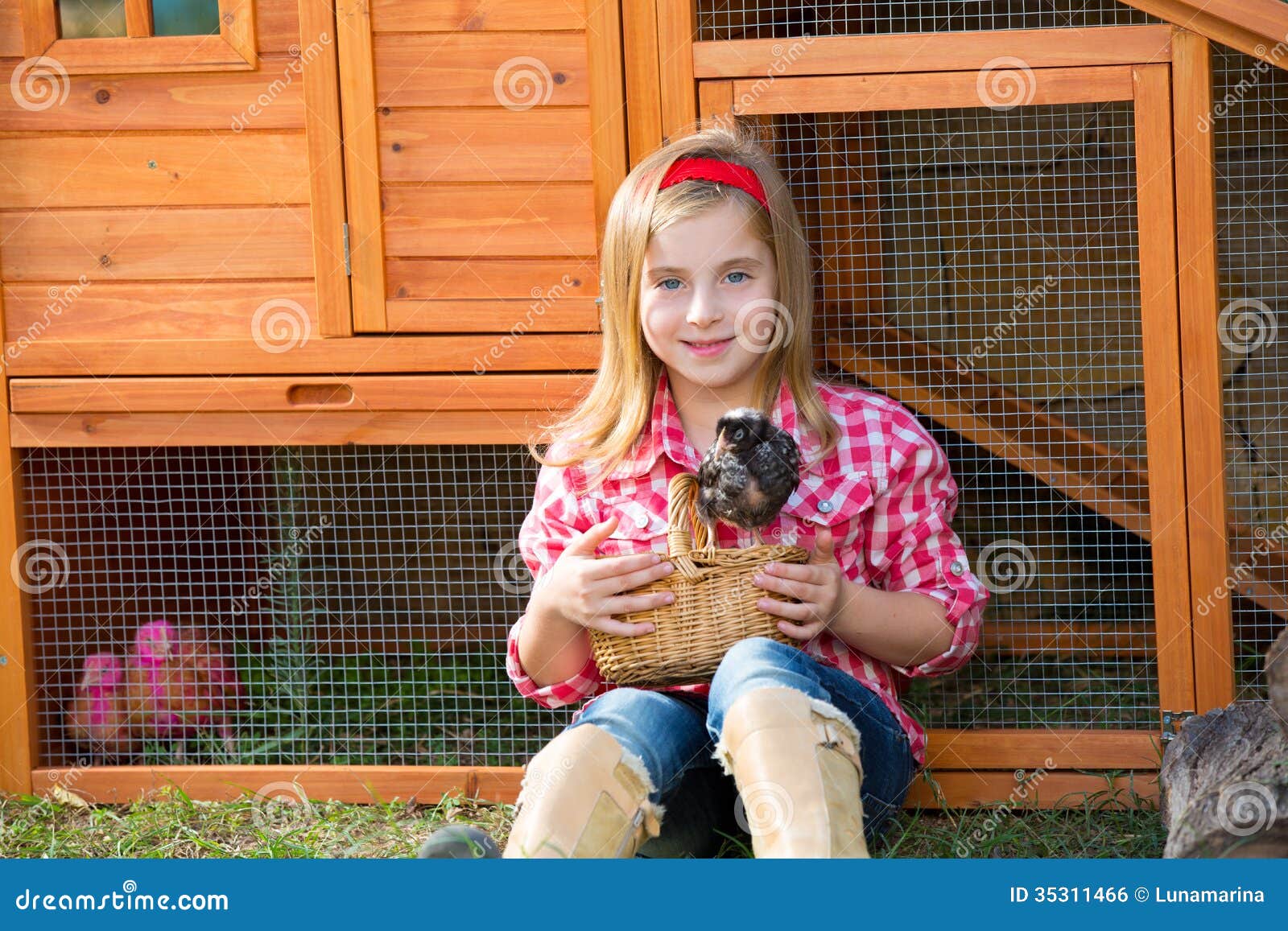 ... With Chicks In Chicken Coop Royalty Free Stock Image - Image: 35311466