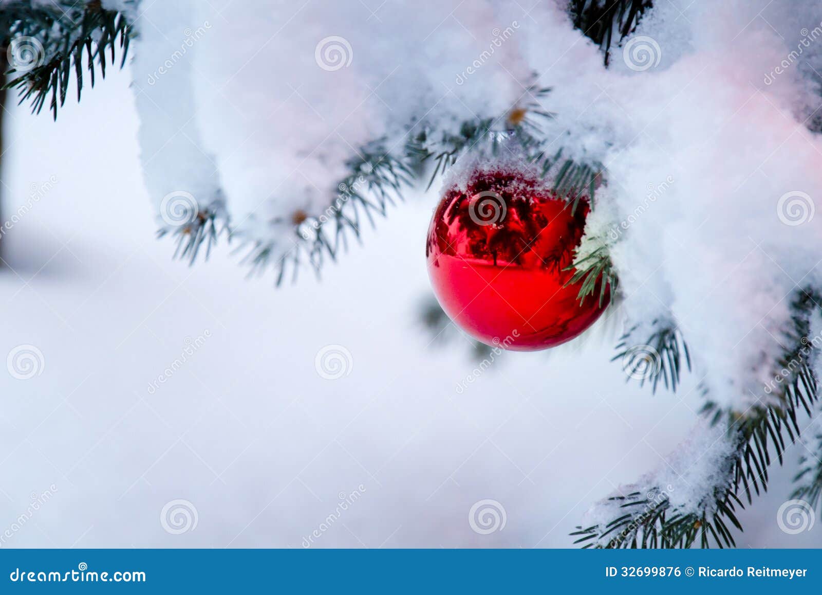 Snowy Christmas Tree Branch