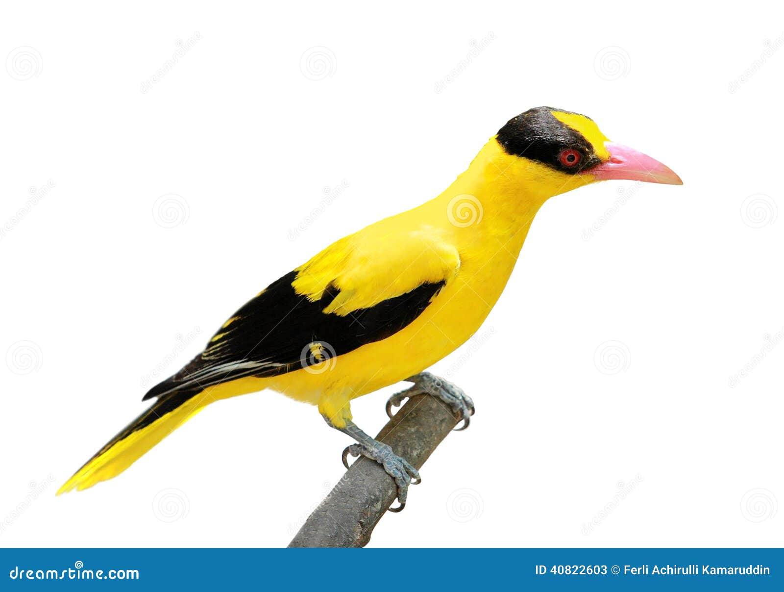 bright yellow bird stock photo image 40822603 bright yellow bird stock photo image 40822603
