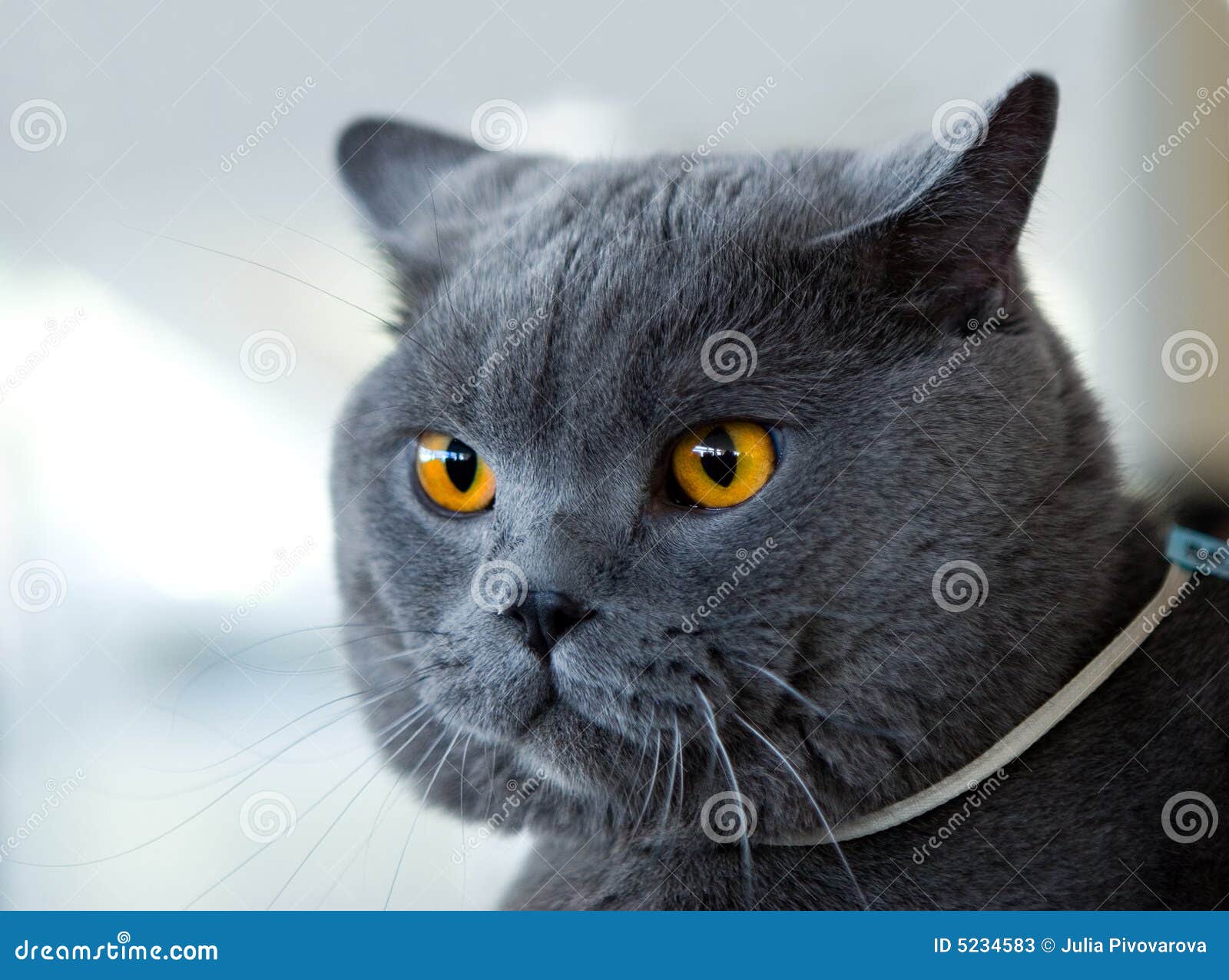 Chartreux Cat For Sale Chartreux Cat For Sale