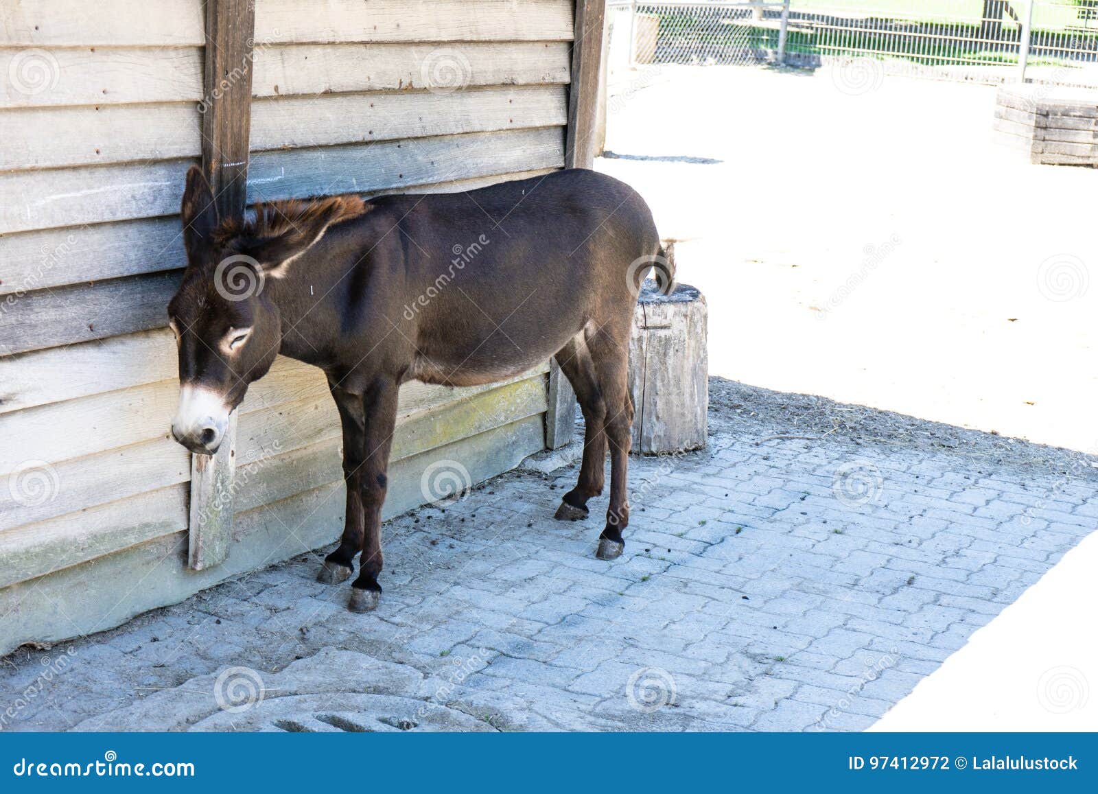 brown-donkey-standing-shadow-outside-his