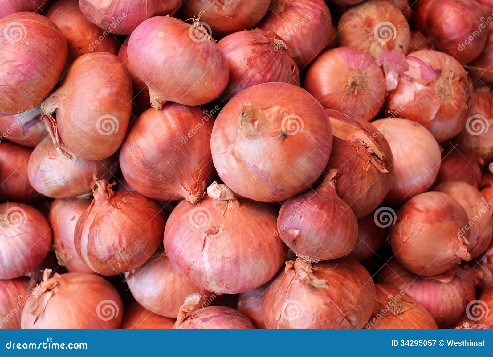 essay vegetable onion