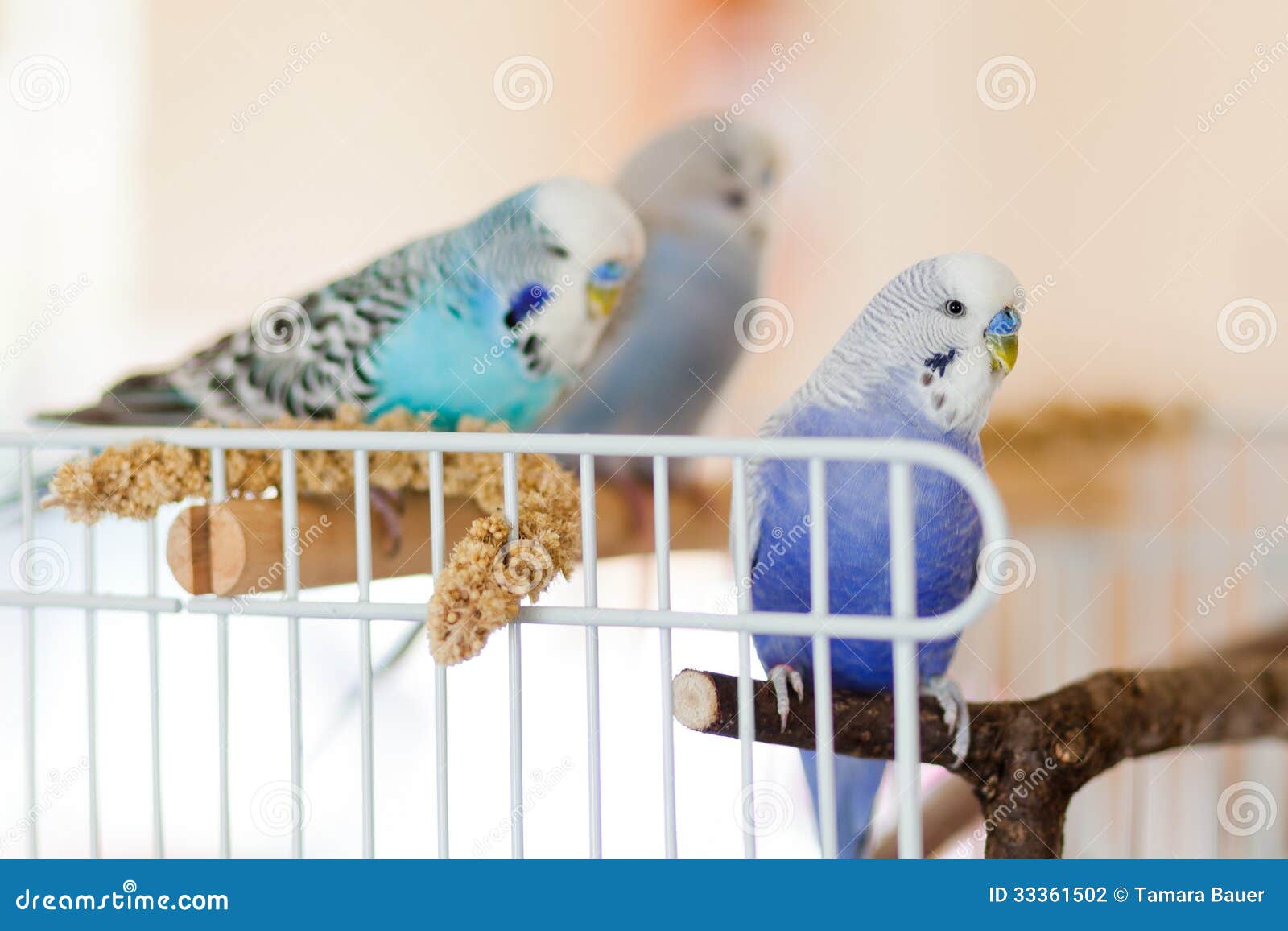 Can Cockatiel sitting at bottom of cage Cockatiel sitting at bottom of cage have