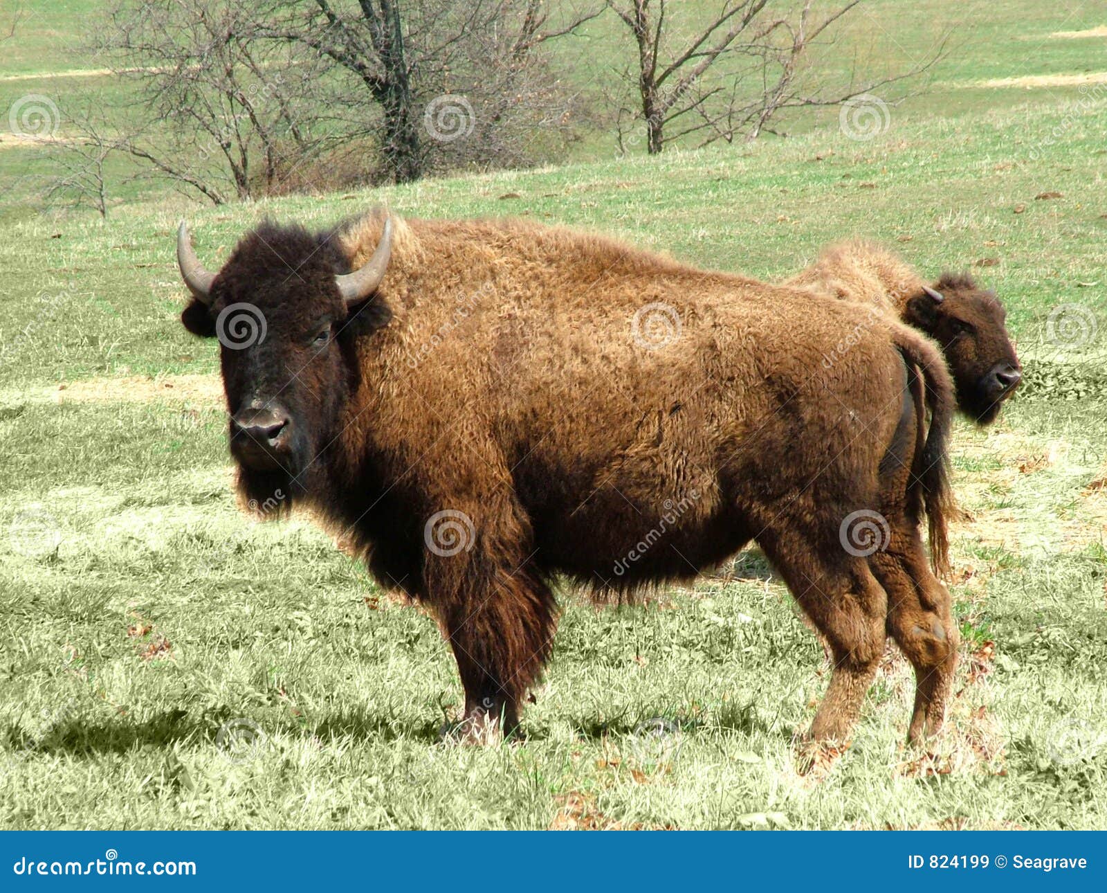 Buffalo Royalty Free Stock Images - Image: 824199