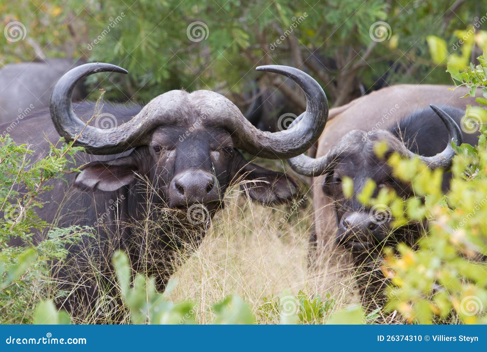 cow buffalo clipart - photo #45