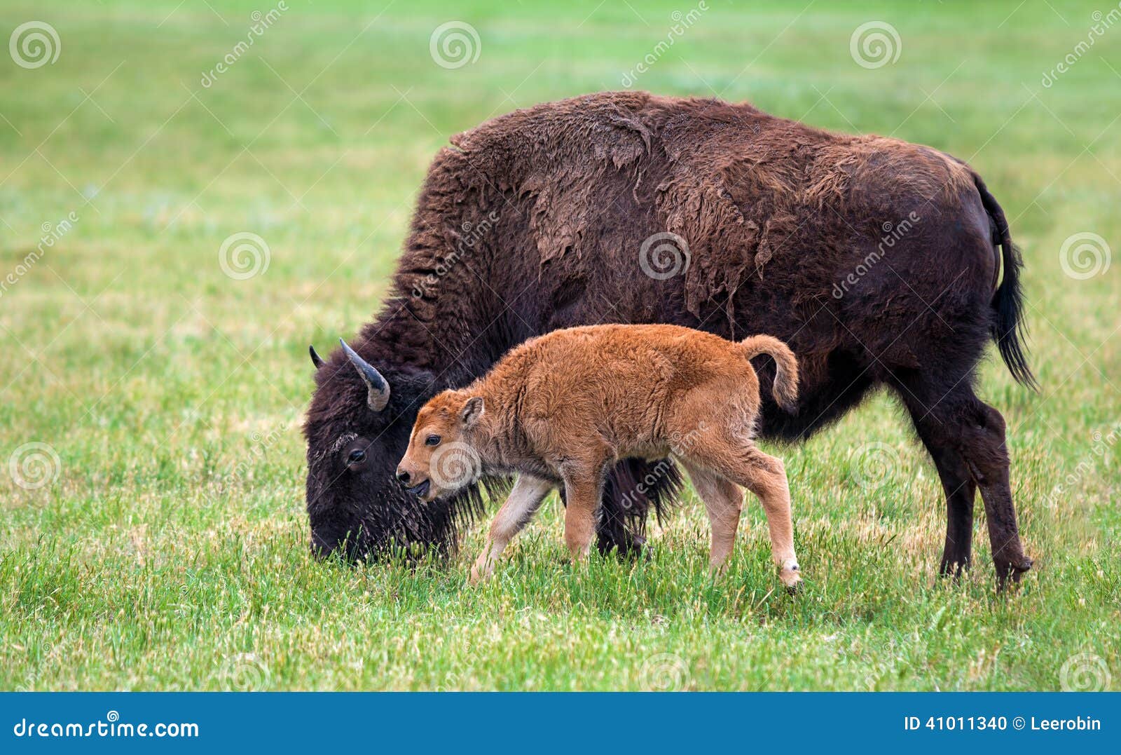 cow buffalo clipart - photo #41
