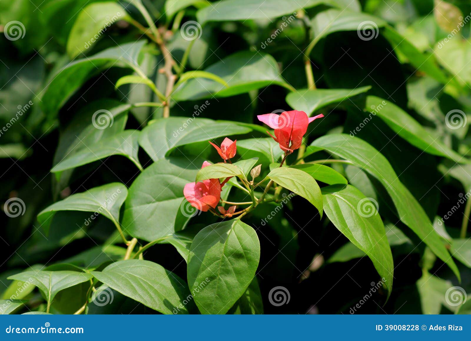 Flowers and Vines with Thorns Flowers and Vines with Thorns