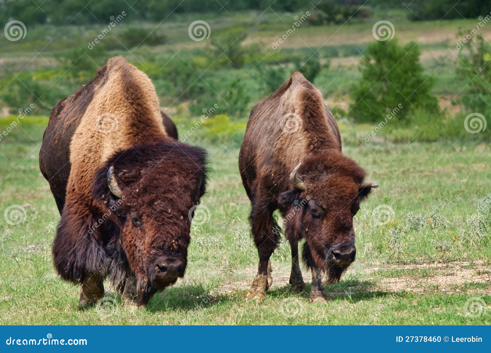 cow buffalo clipart - photo #33