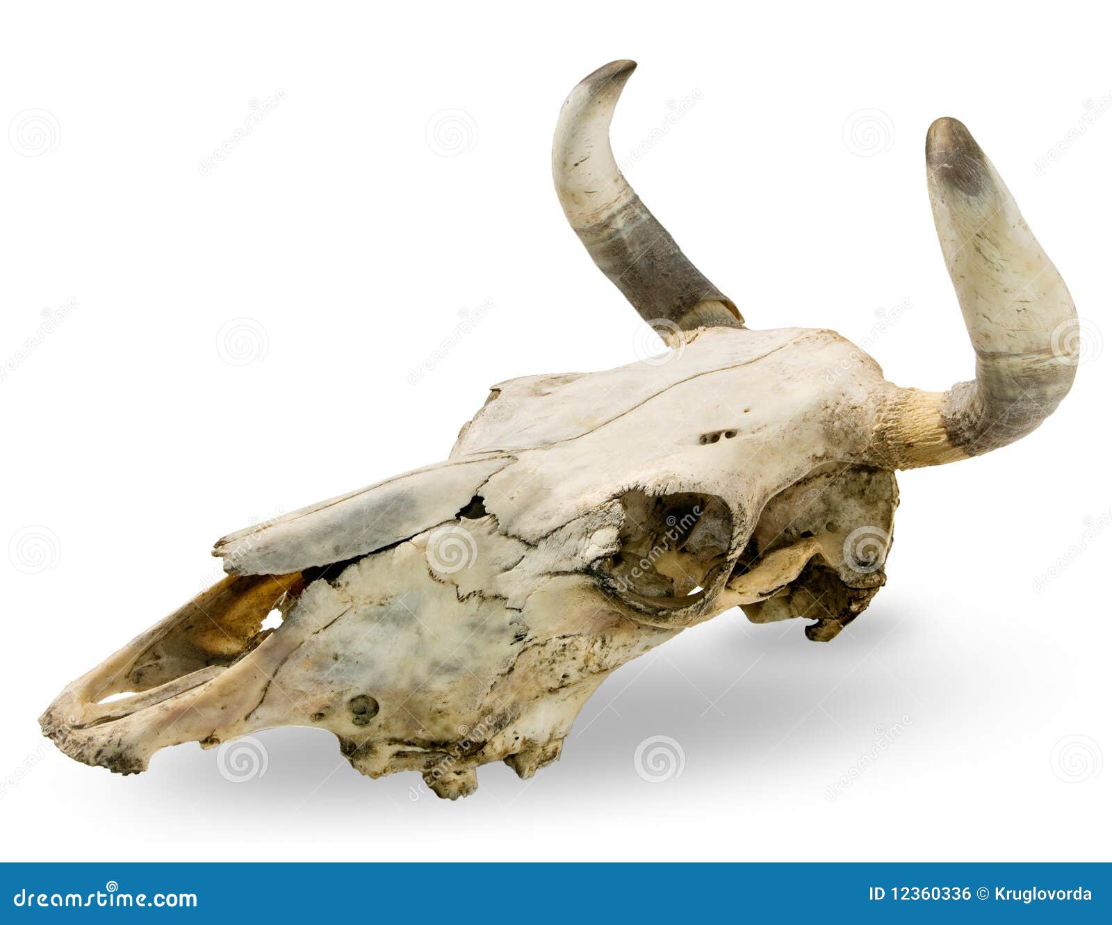 bull-skull-12360336.jpg