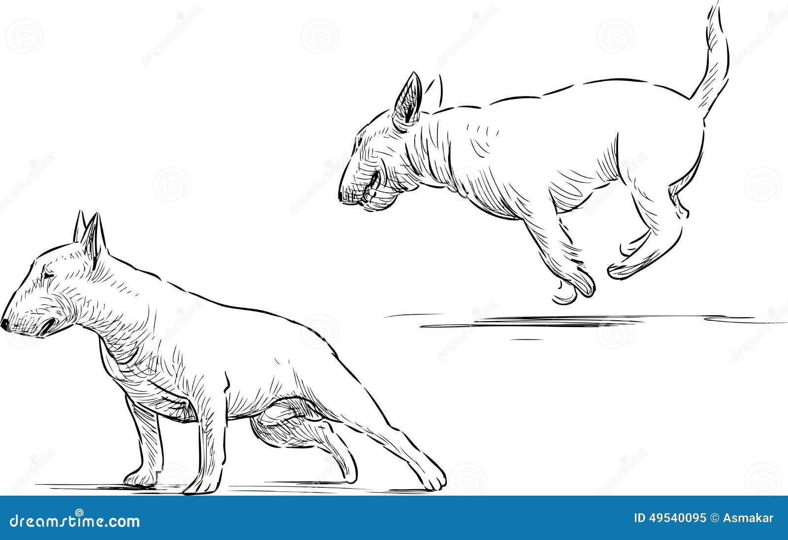 Bull terrier sketches