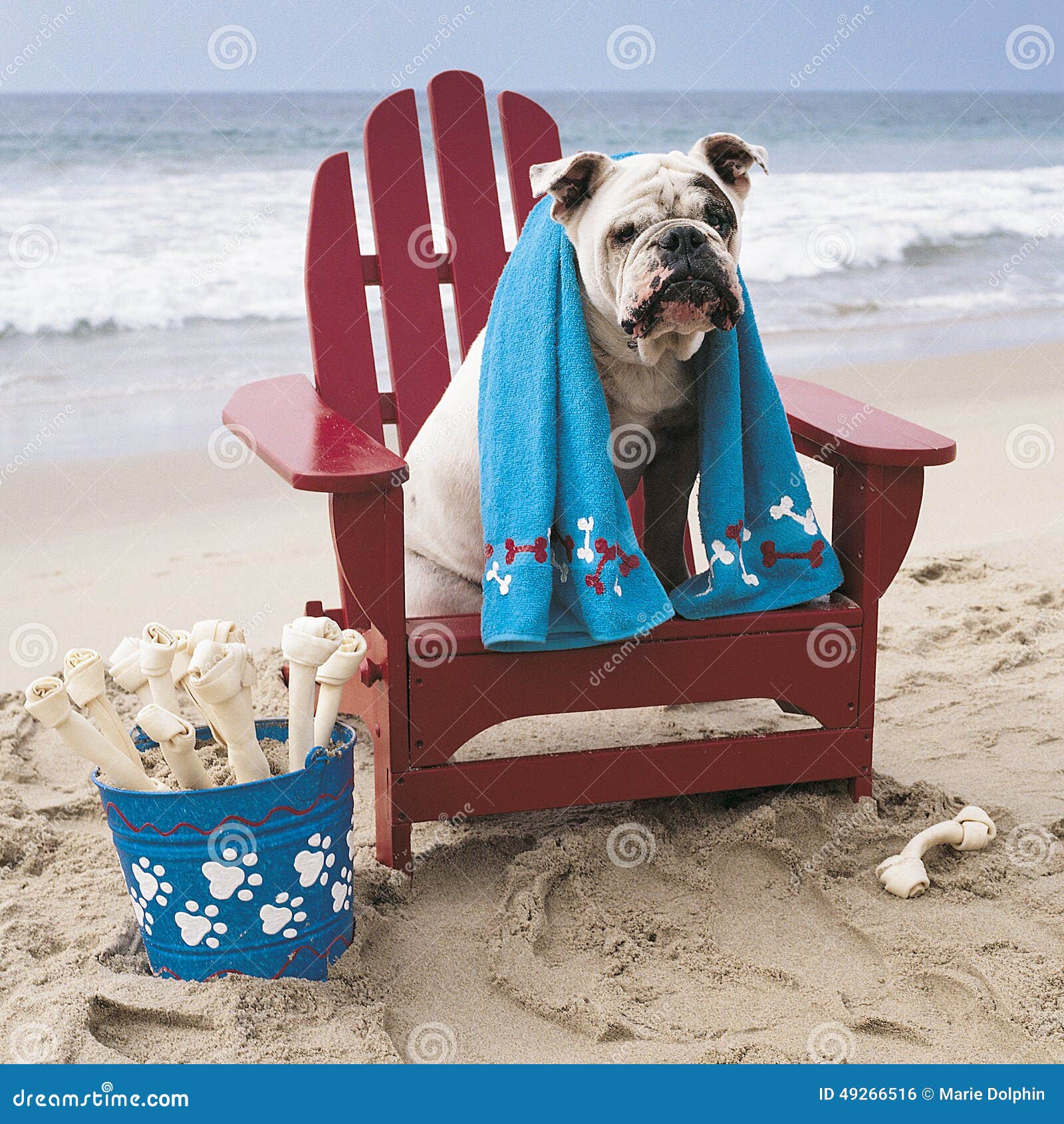  day off and relaxes in his adirondack chair complete with bone treats