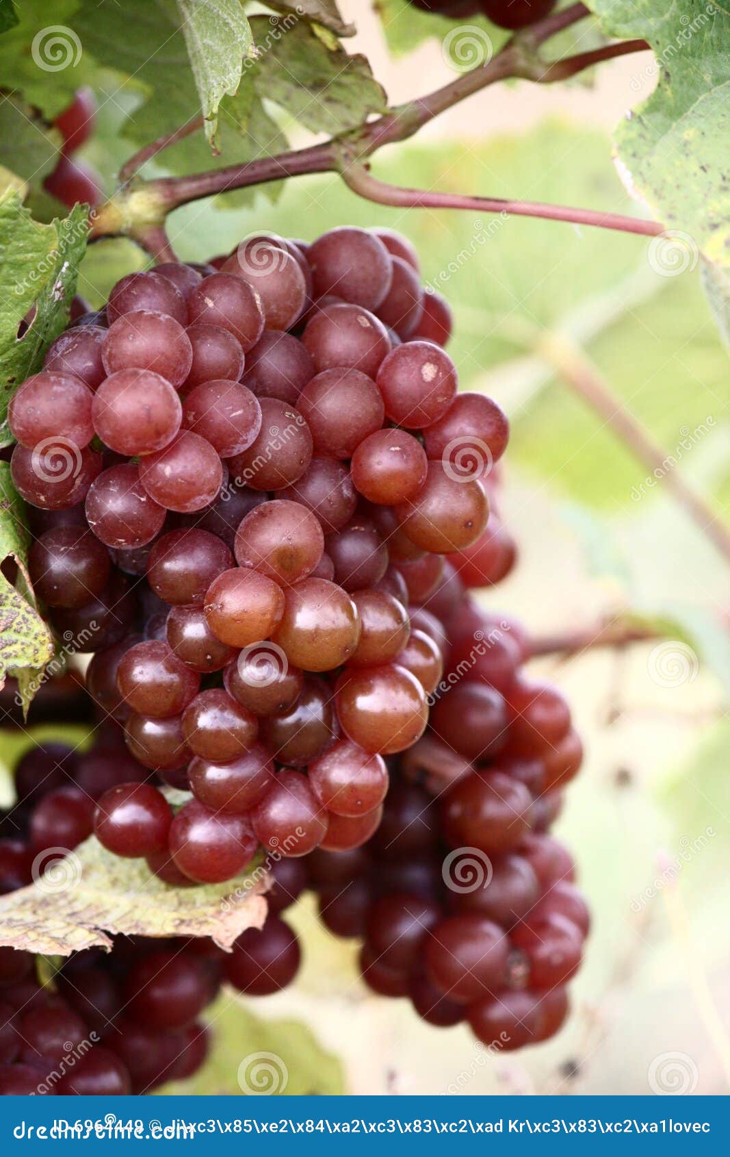 Bunch Of Grapes Royalty Free Stock Images Image 6964449