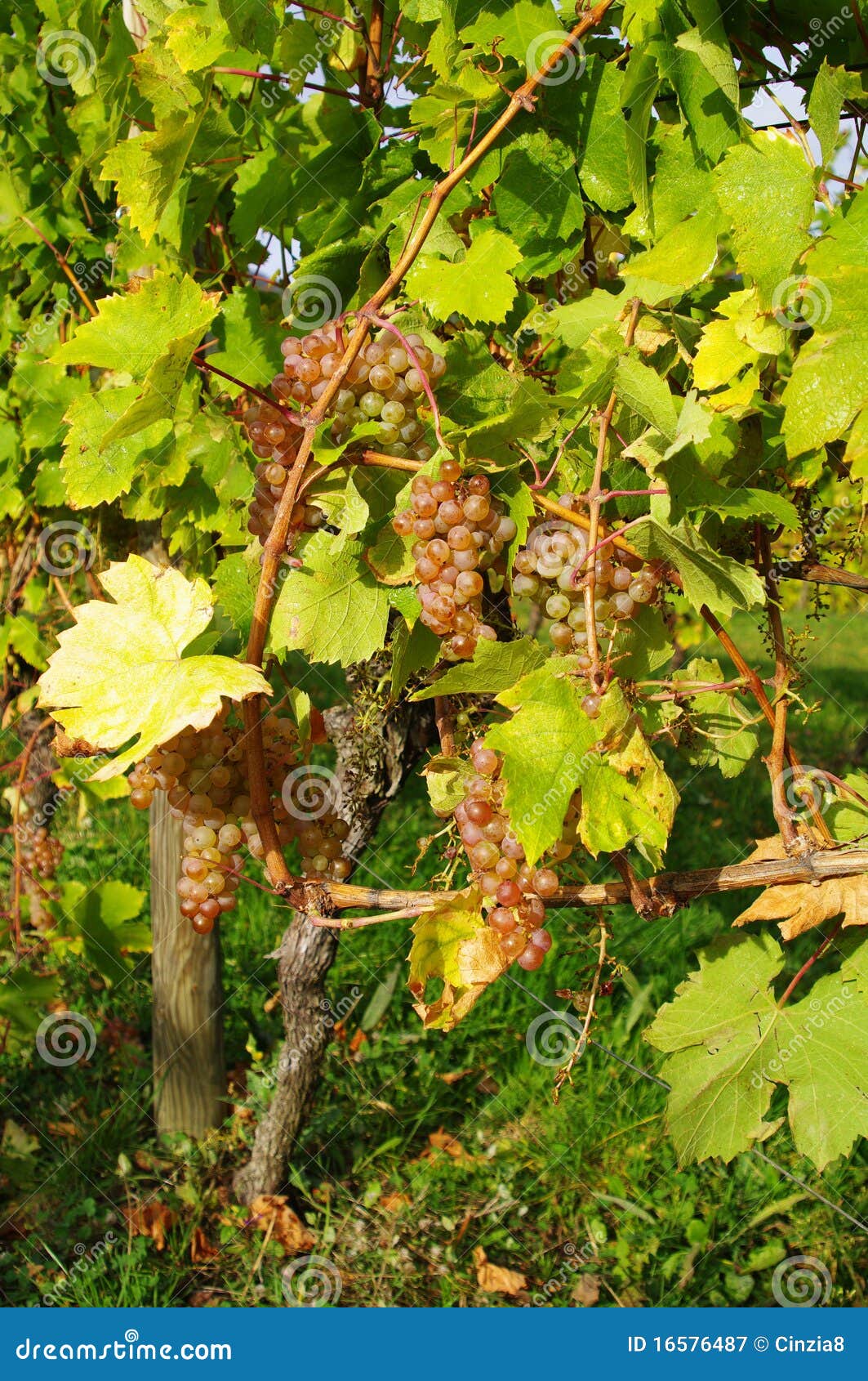 bunch white grapes 16576487