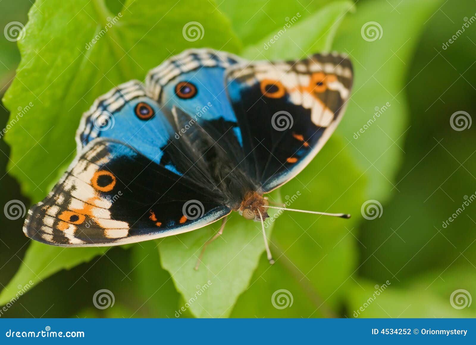 Butterfly Macro Stoc