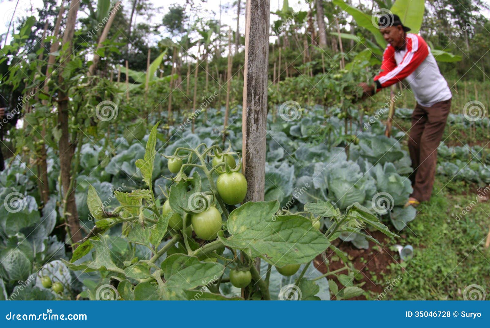 Nature S Care Tomato Commercial Nature S Care Tomato Commercial