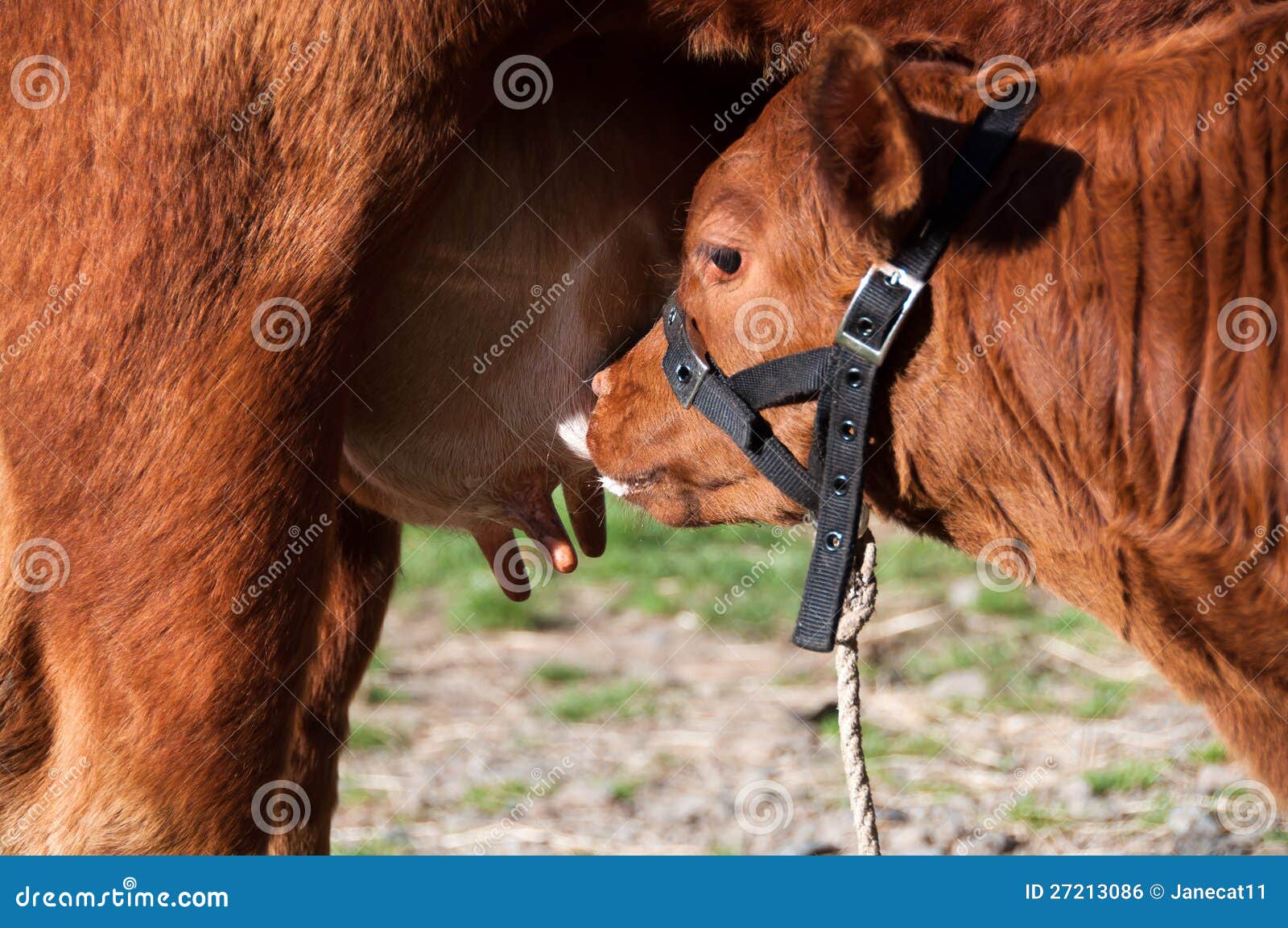 Calf Sucking Milk Royalty Free Stock Image Image 27213086