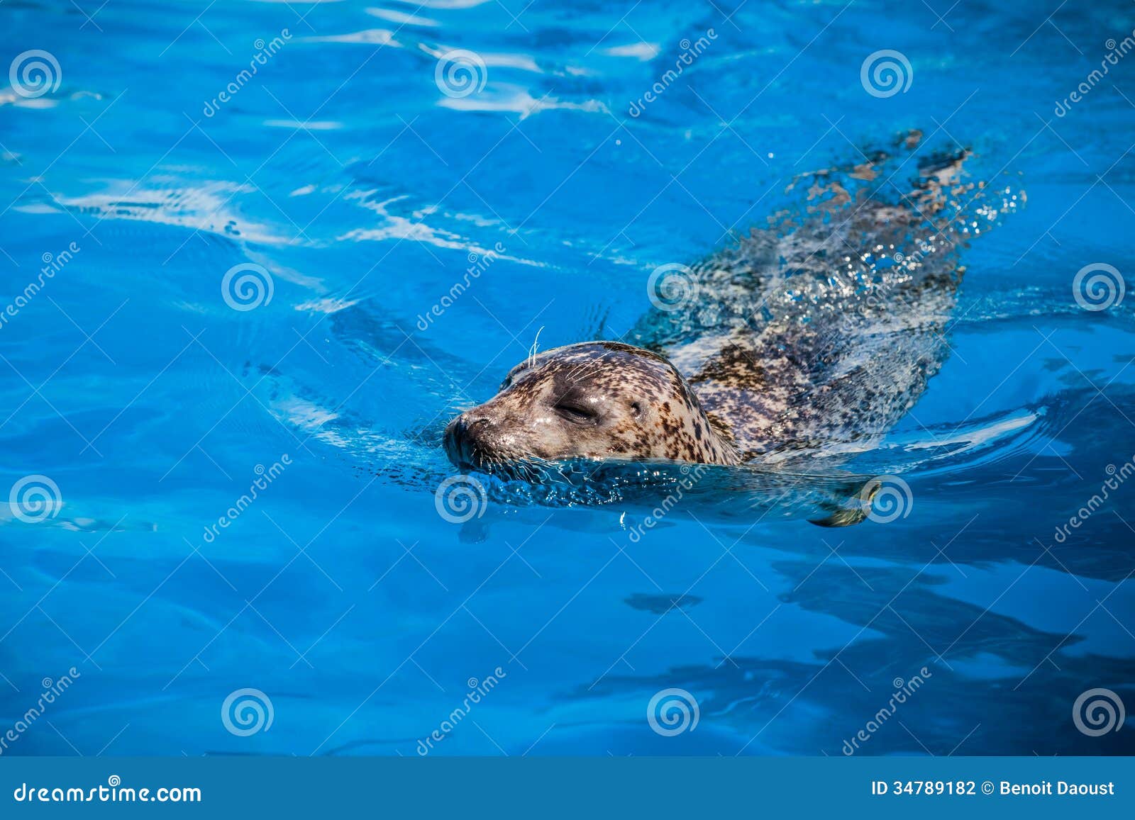 Calm Seal Swimming In The Blue Water Calm Seal Swimming In The Blue Water Stock Photography