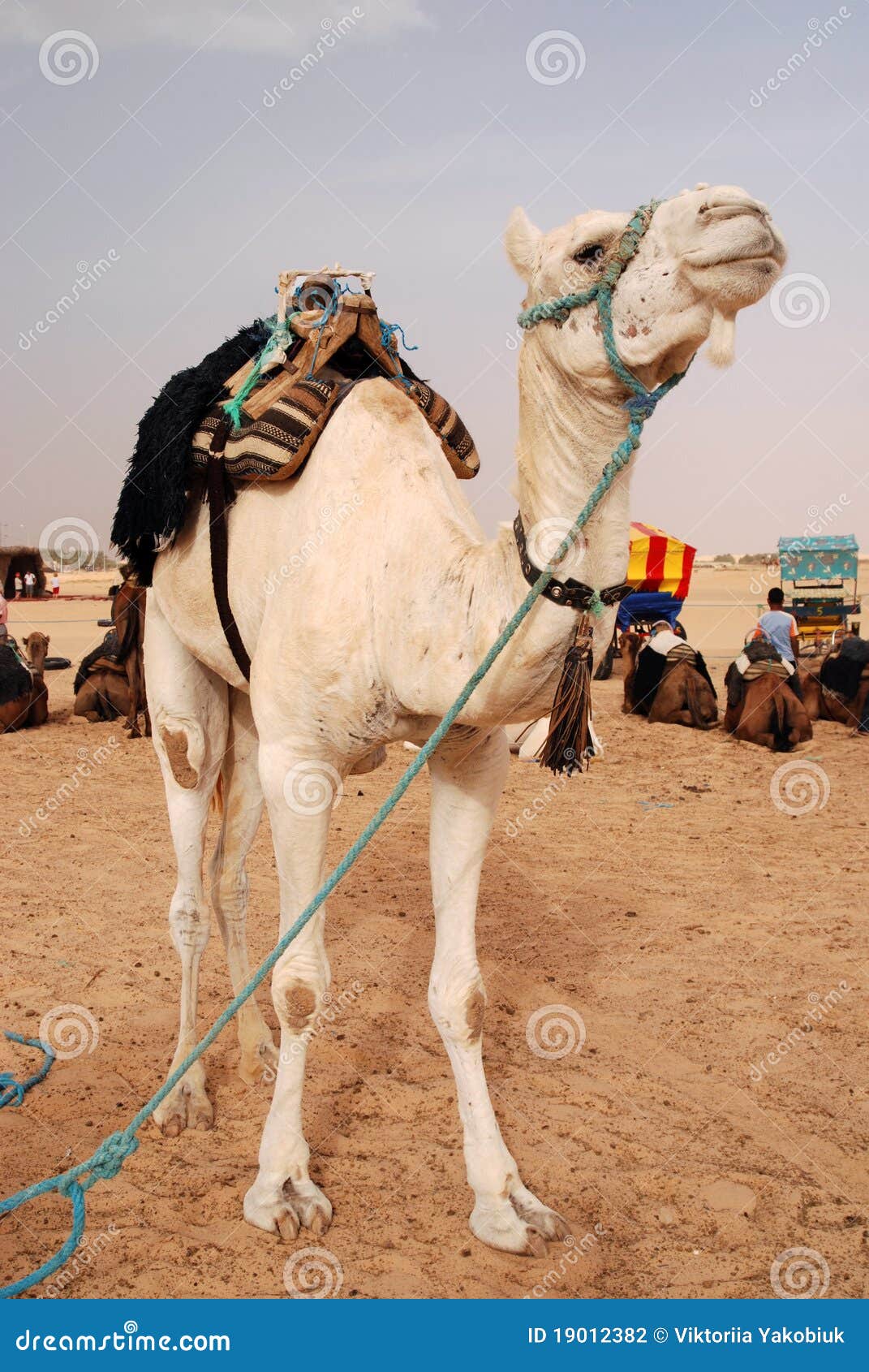 camel business plan camel business plan