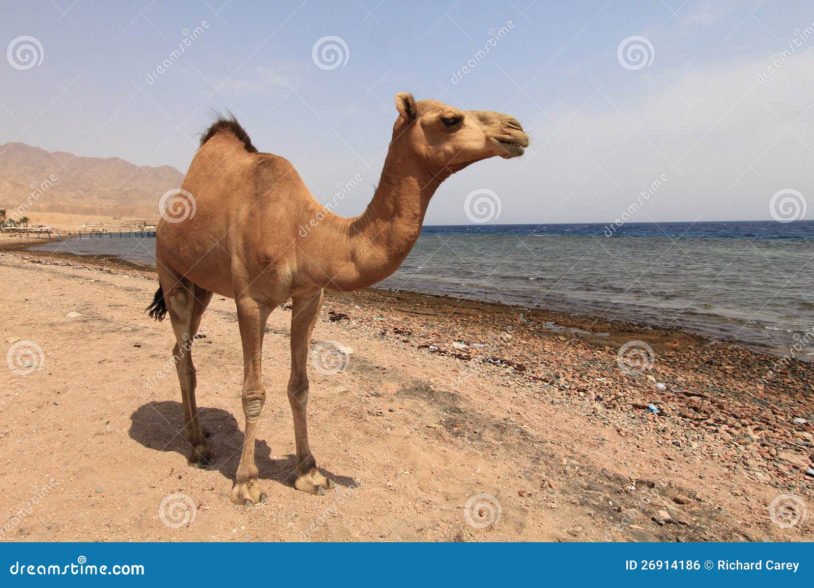 camel business plan camel business plan