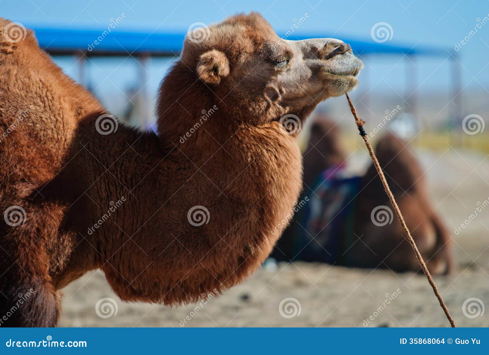 camel business plan camel business plan