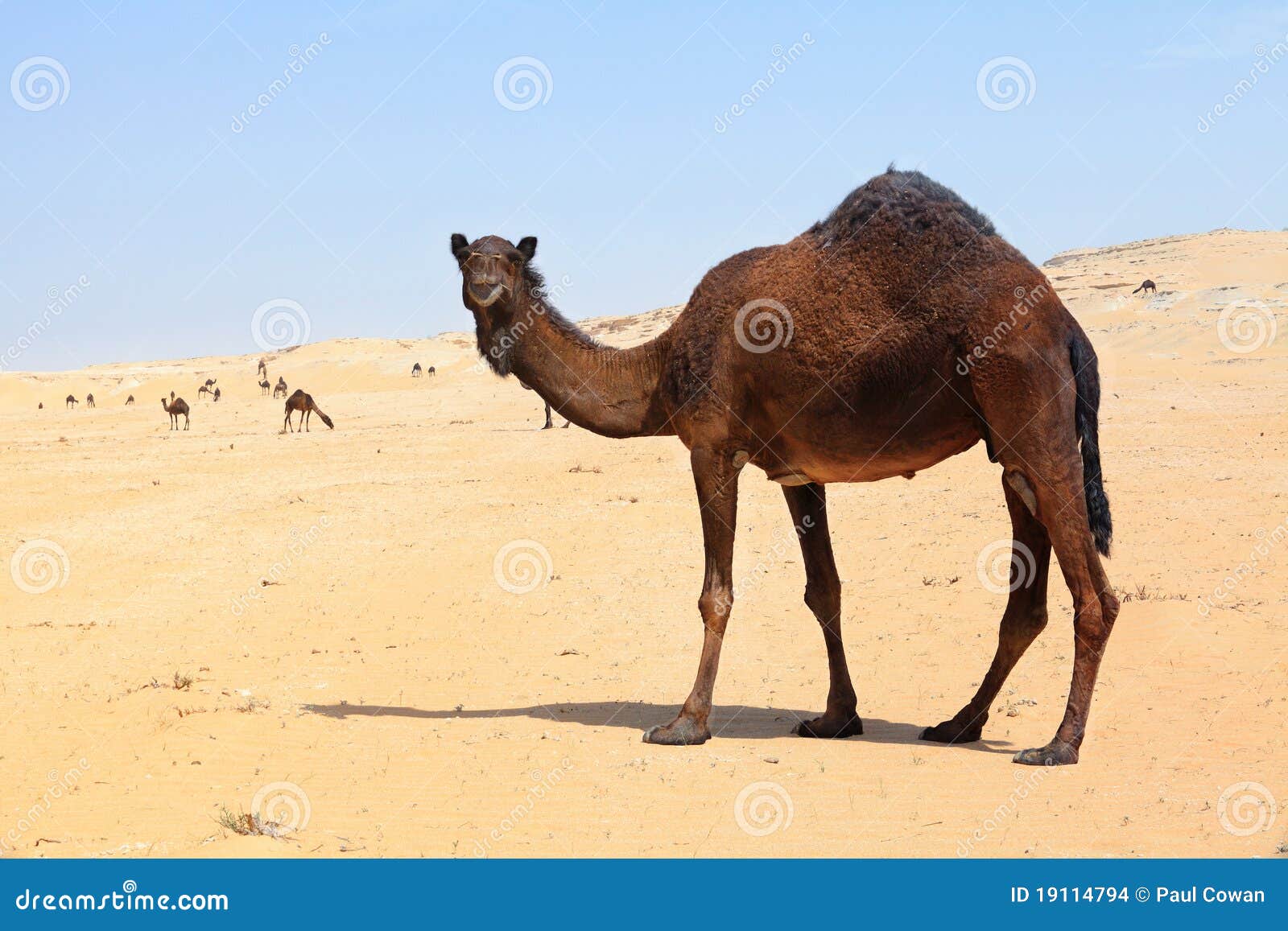 camel business plan camel business plan