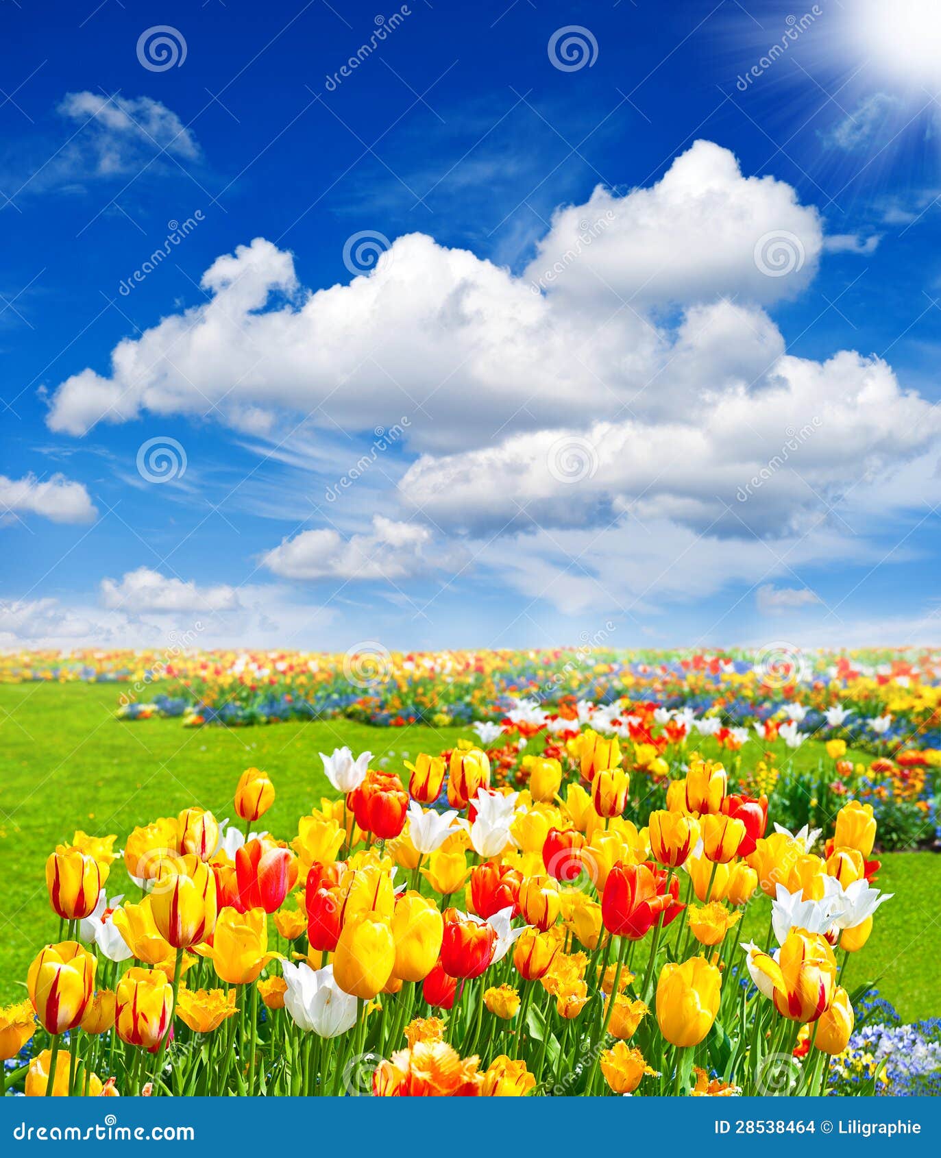 Campo De Flores Del Tulipán. Paisaje De La Primavera Imagenes de ...