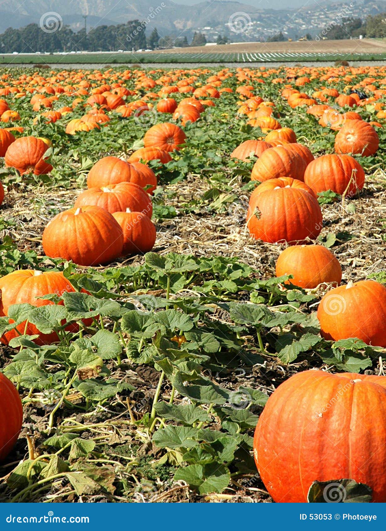 Campo De La Calabaza Fotos de archivo - Imagen: 53053
