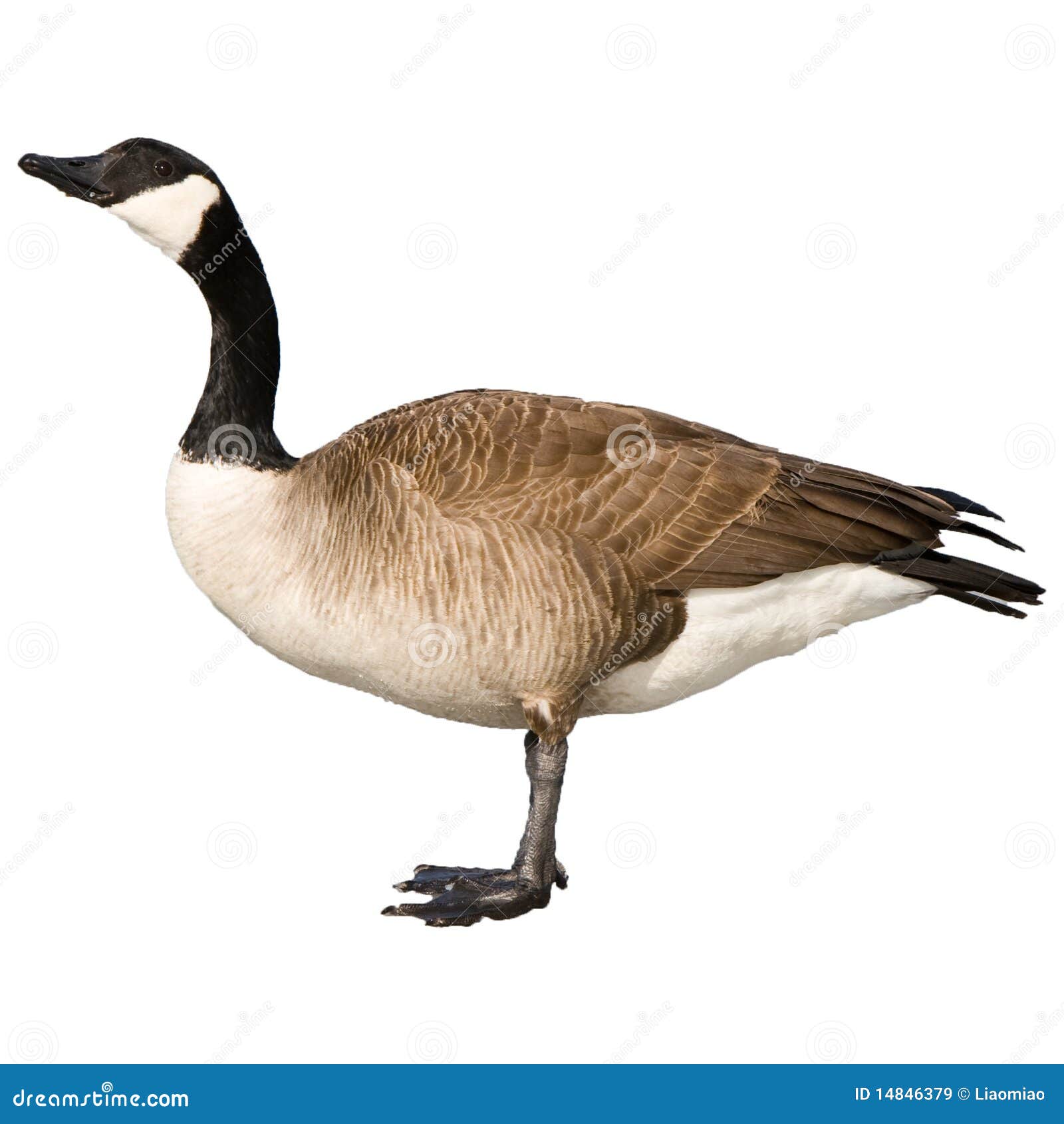 canada goose clipart - photo #8