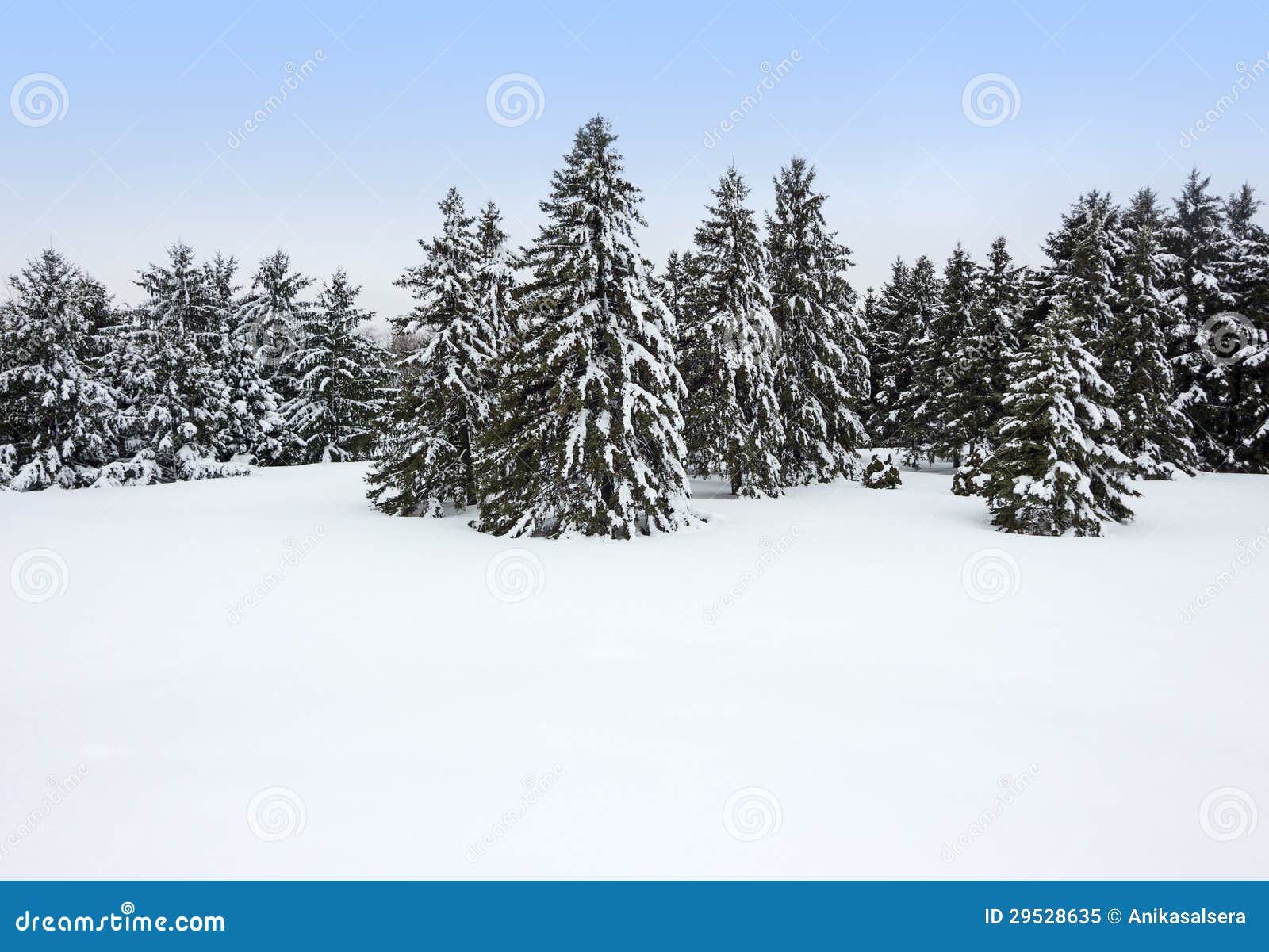 Canadian Forest Winter