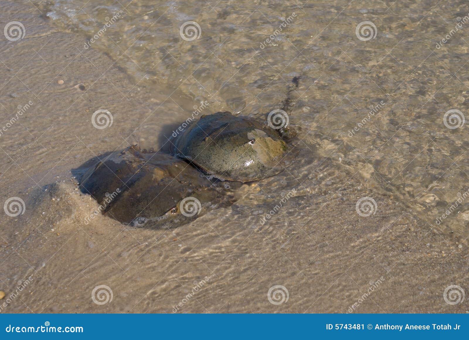 IMAGEN CANGREJO HERRADURA imagen cangrejo herradura: