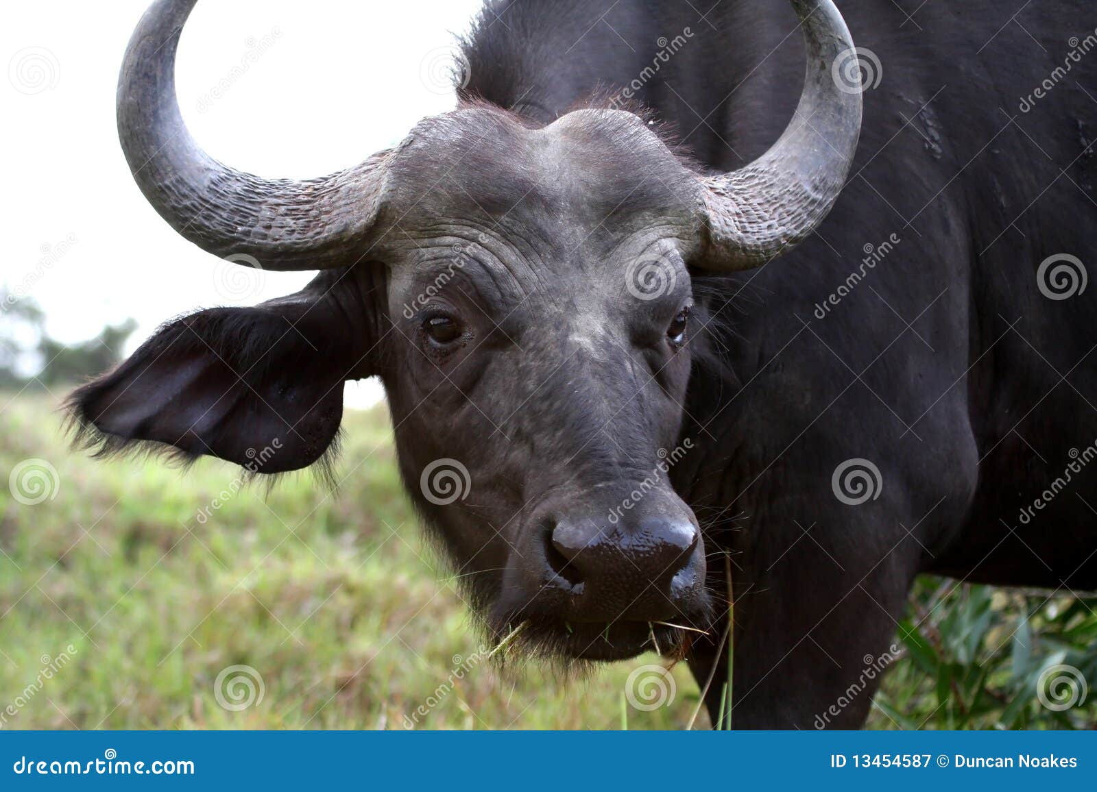 cow buffalo clipart - photo #23