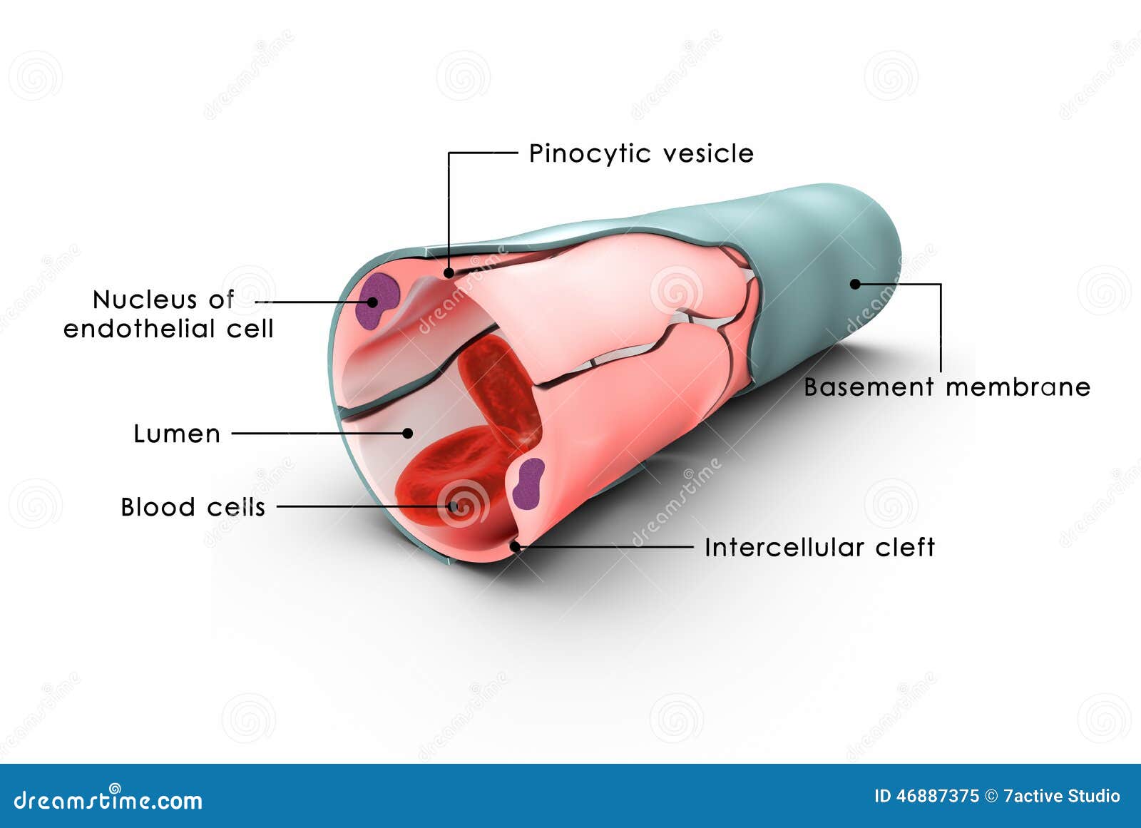 radiogenic isotope