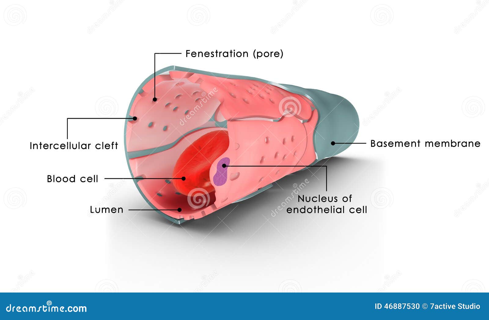 download innate immunity of plants animals and