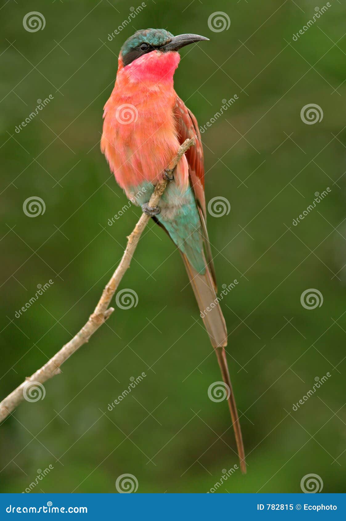 Colorful Carmine bee-eater (Merops nubicoides), Kruger National Park 