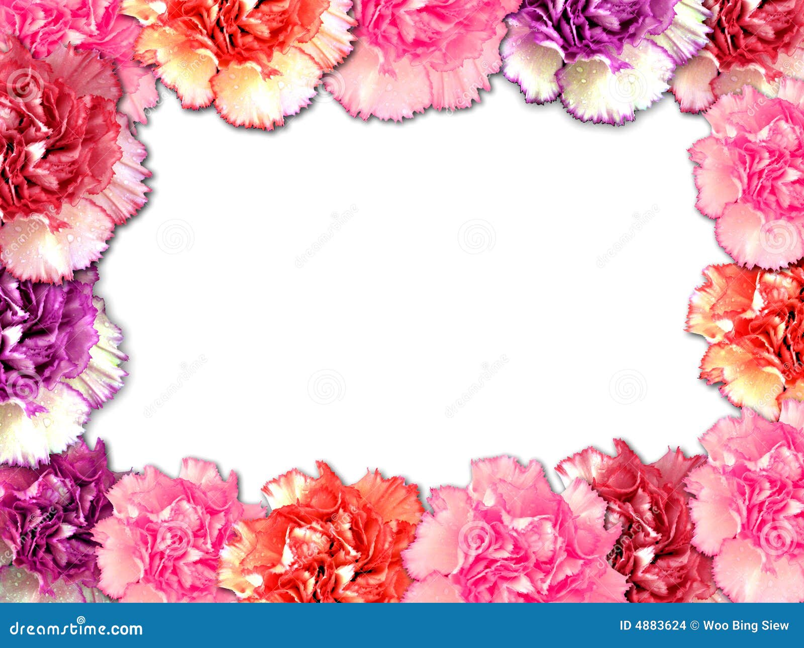 Carnation Border Stock Images Image 4883624