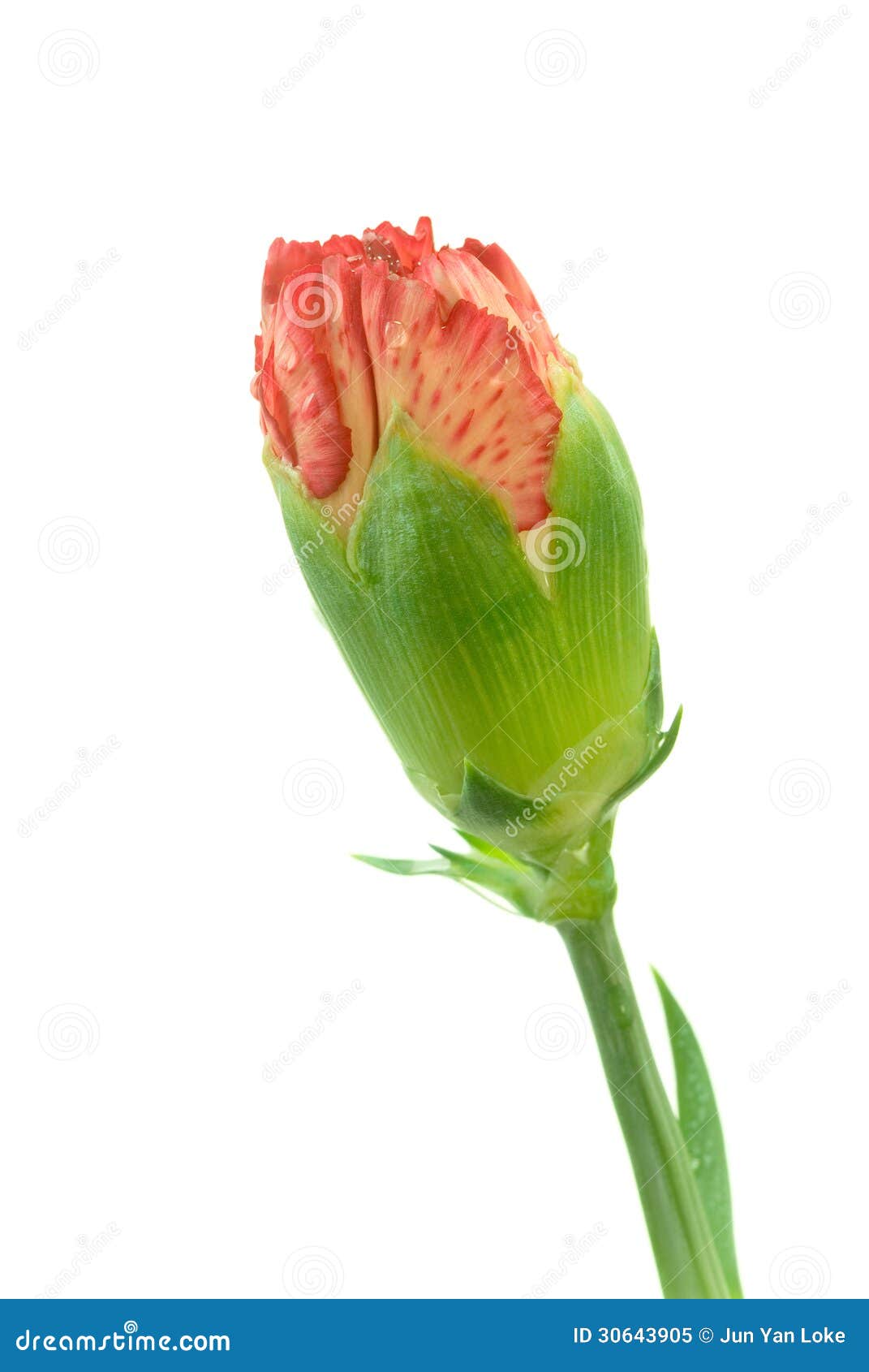 single men in bud Single rose bud - if you feel lonely start chatting with good looking and interesting people sign up now for free and you will see it. single men in bud Single rose bud - if you feel lonely start chatting with good looking and interesting people sign up now for free and you will see it.