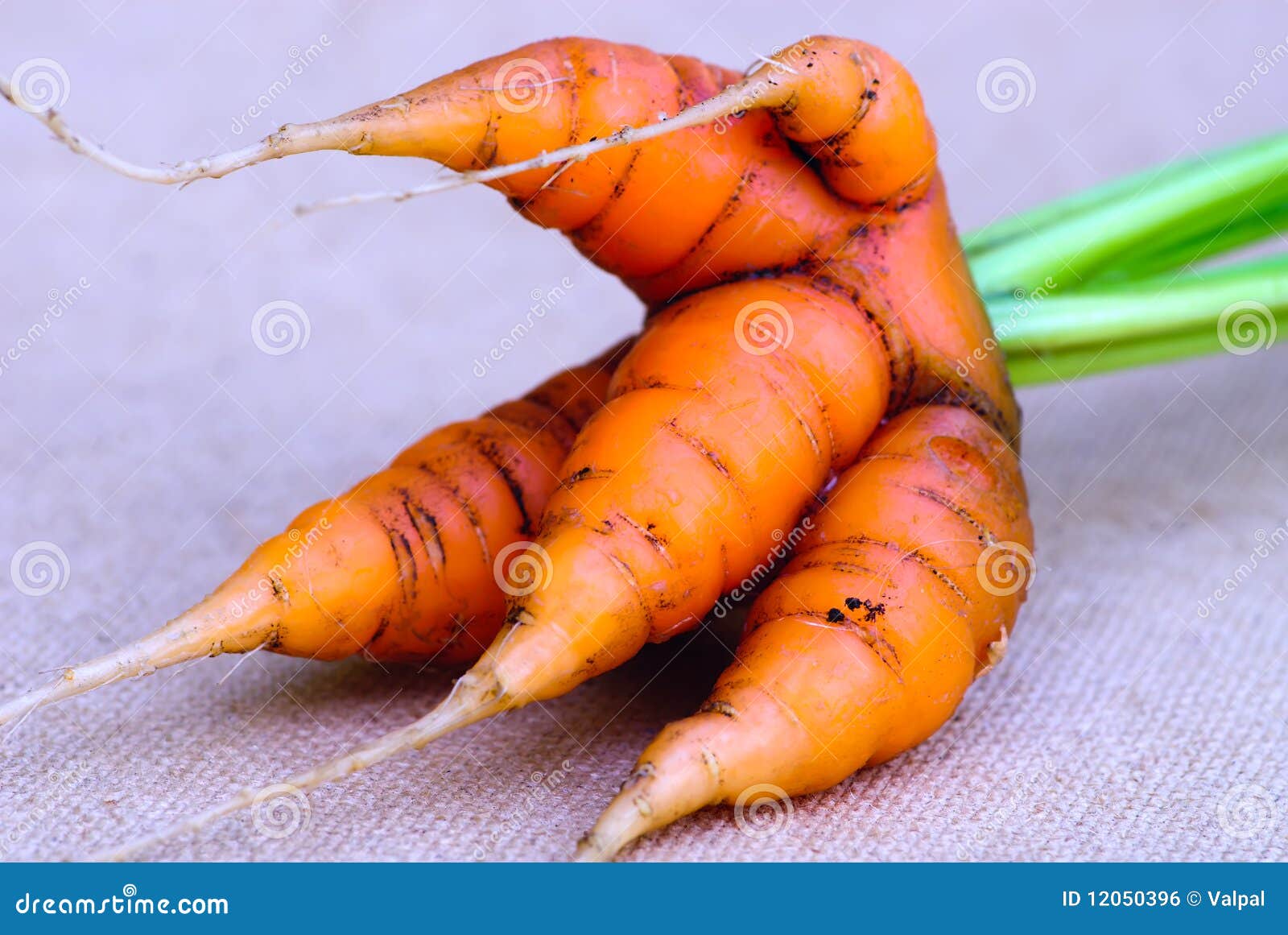 Carrot Group 104