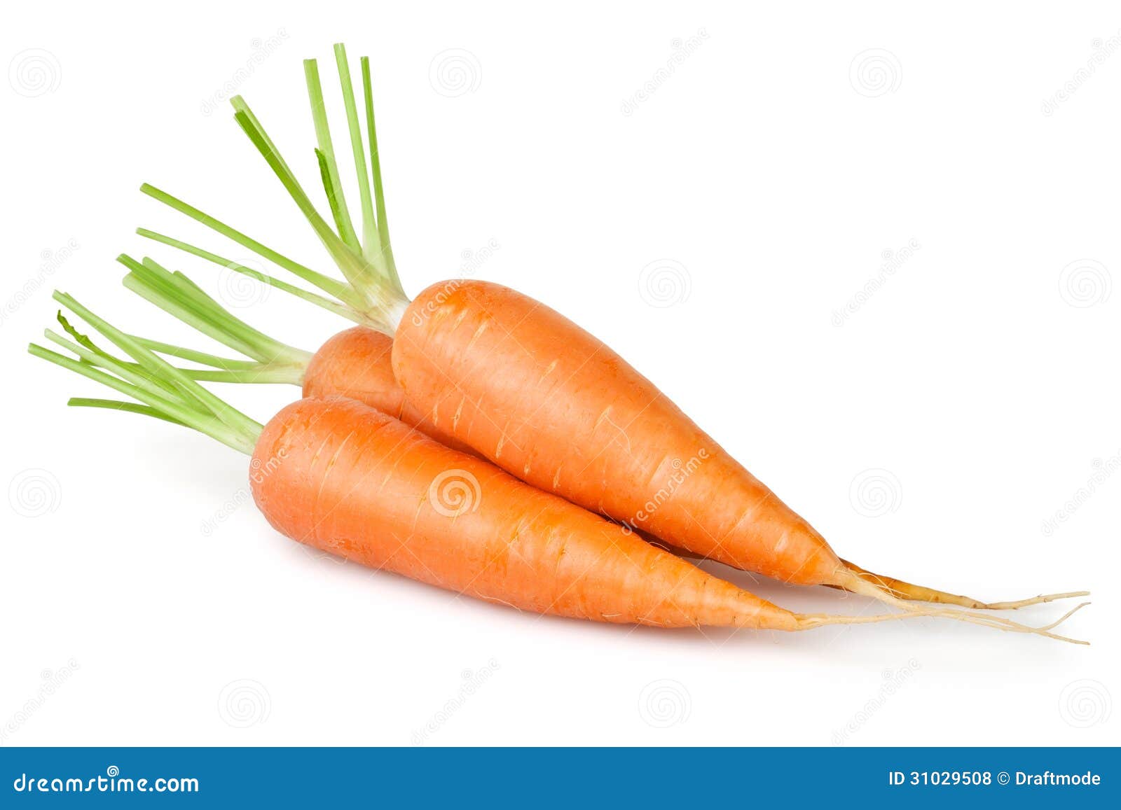 Carrot Group 13