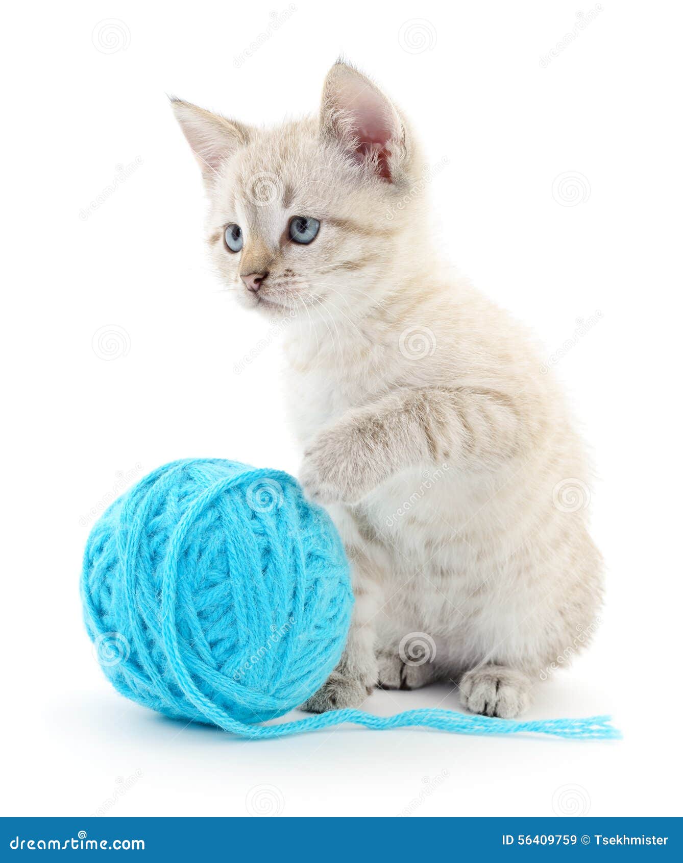Cat With Ball Of Yarn Stock Photo - Image: 56409759