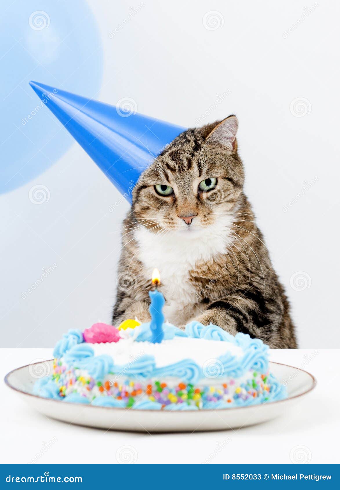 clip art birthday cat - photo #36