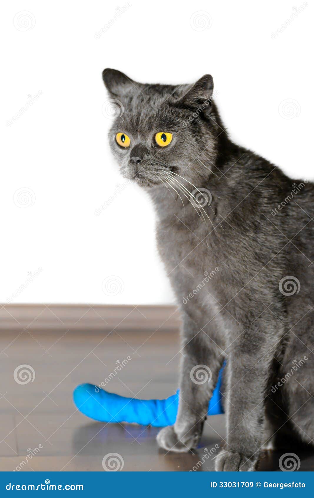 Cat+Leg+Broken Ill British Shorthair cat wih broken leg. Cat having blue plaster.