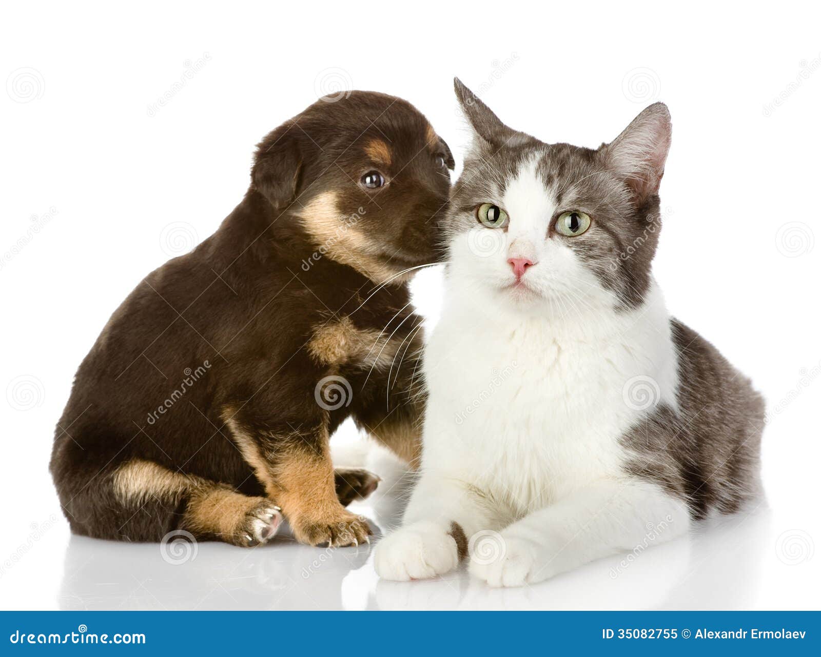 free clipart of dog and cat together - photo #36