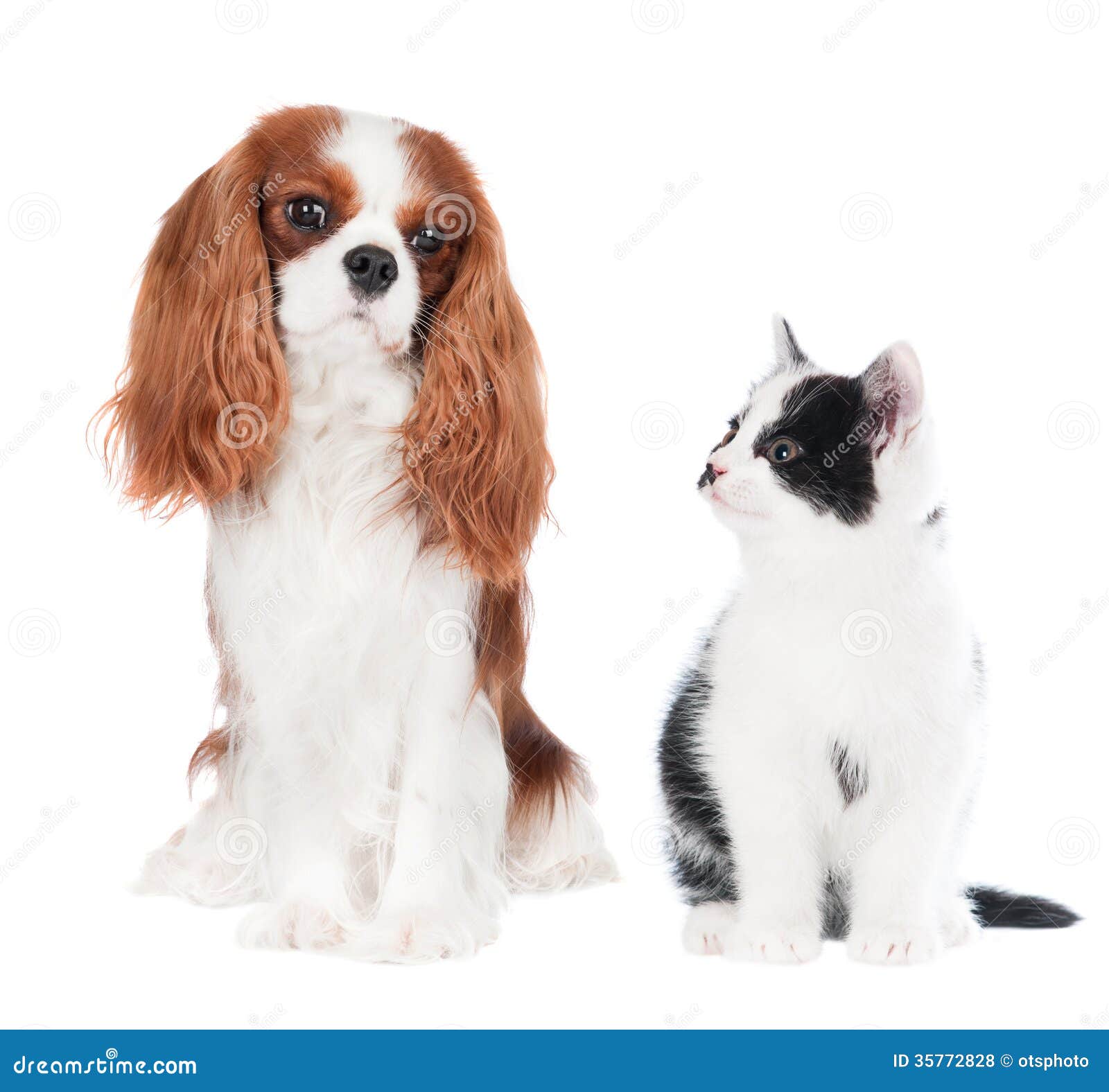 free clipart of dog and cat together - photo #30